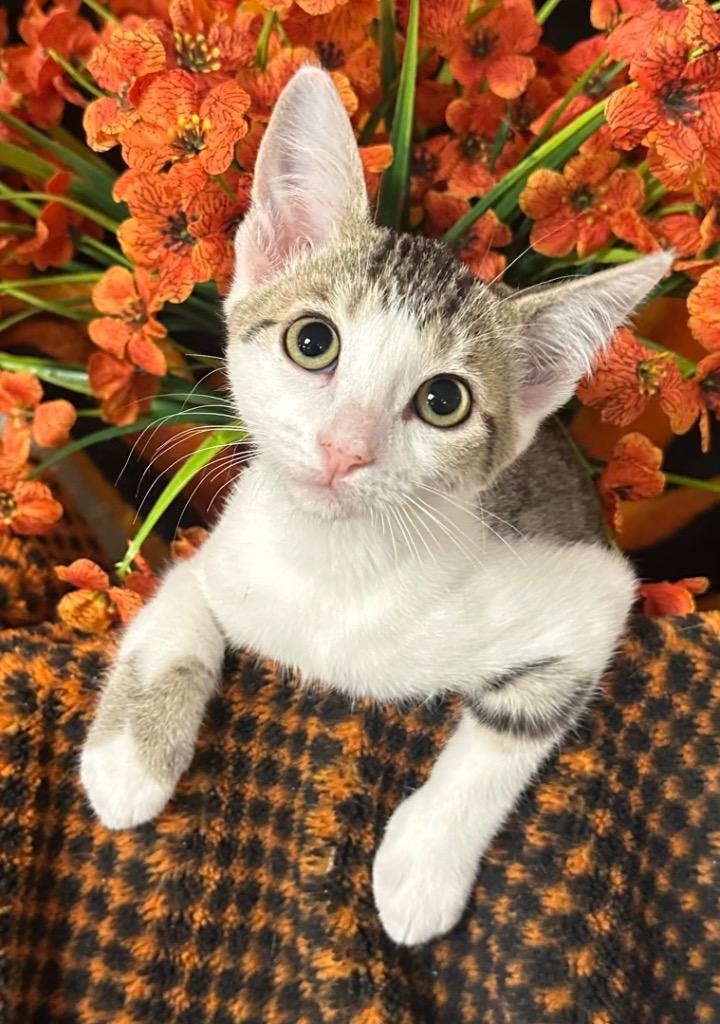 Enlarge 3/11/26 Brycely, a Adoptable mixed breed in Stillwater, OK image 1/1