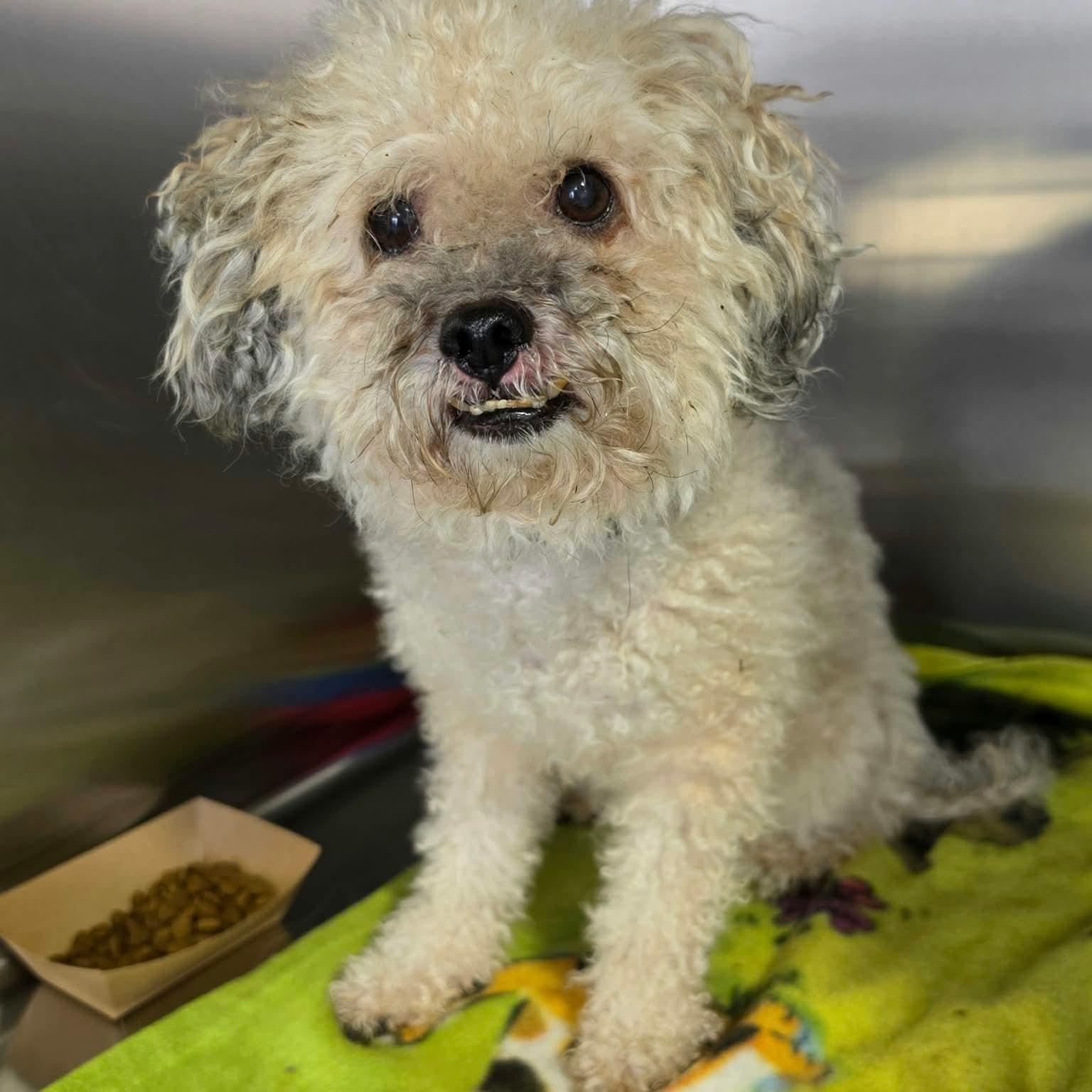 Henson, Adoptable, Senior Male Miniature Poodle.
