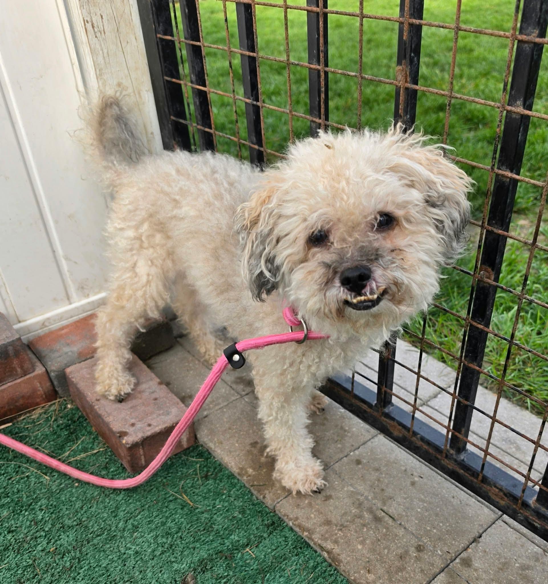 Enlarge Henson, a Adoptable mixed breed in Minooka, IL image 2/2