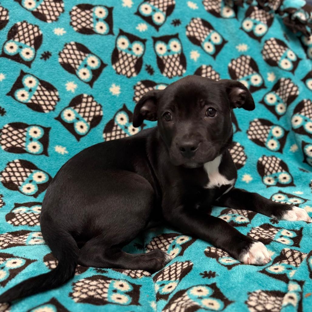 Flo, Adoptable, Puppy Female Border Collie & American Bulldog.