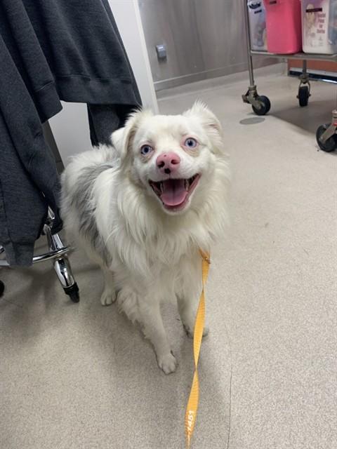 POWDER, Adoptable, Adult Male Australian Shepherd.