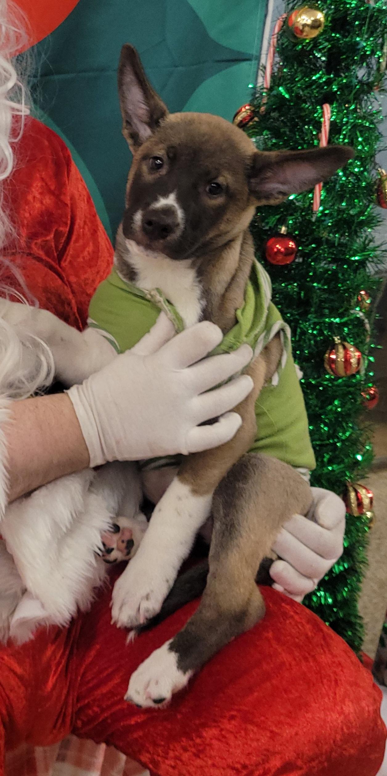 Lime, a ADOPTABLE mixed breed in Reseda, CA image 4/5