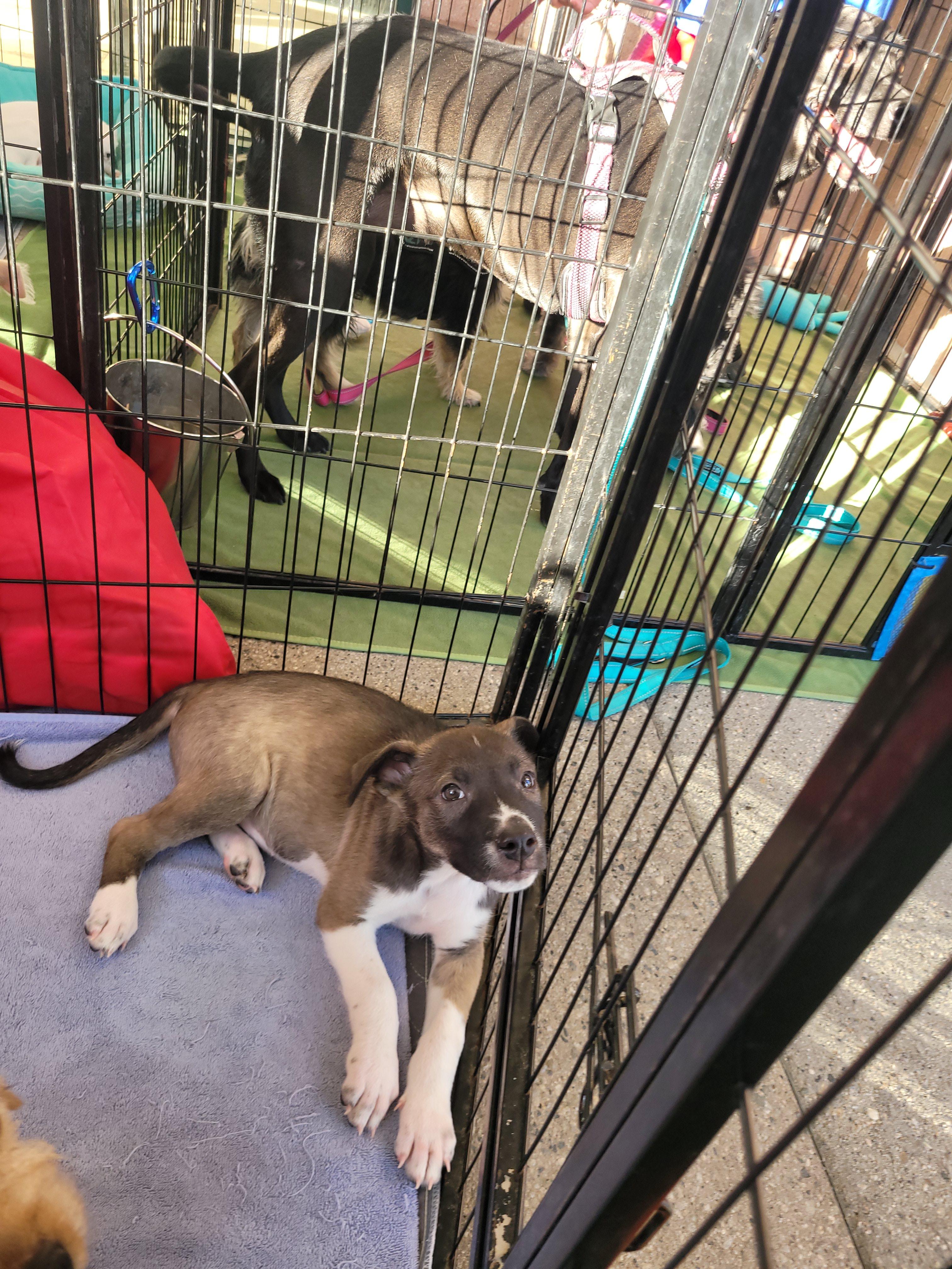 Lime, a ADOPTABLE mixed breed in Reseda, CA image 2/5