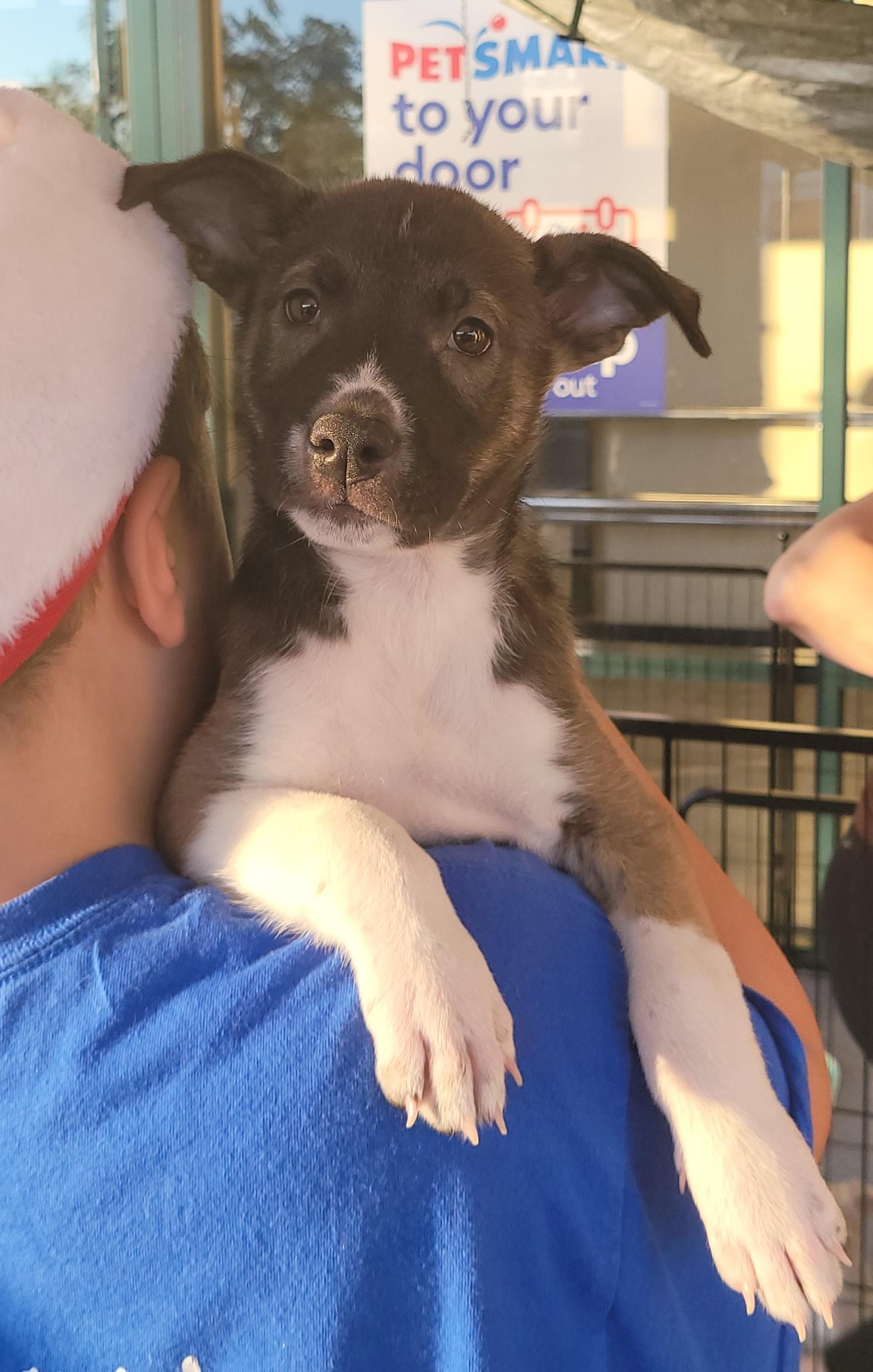 Lime, a ADOPTABLE mixed breed in Reseda, CA image 5/5