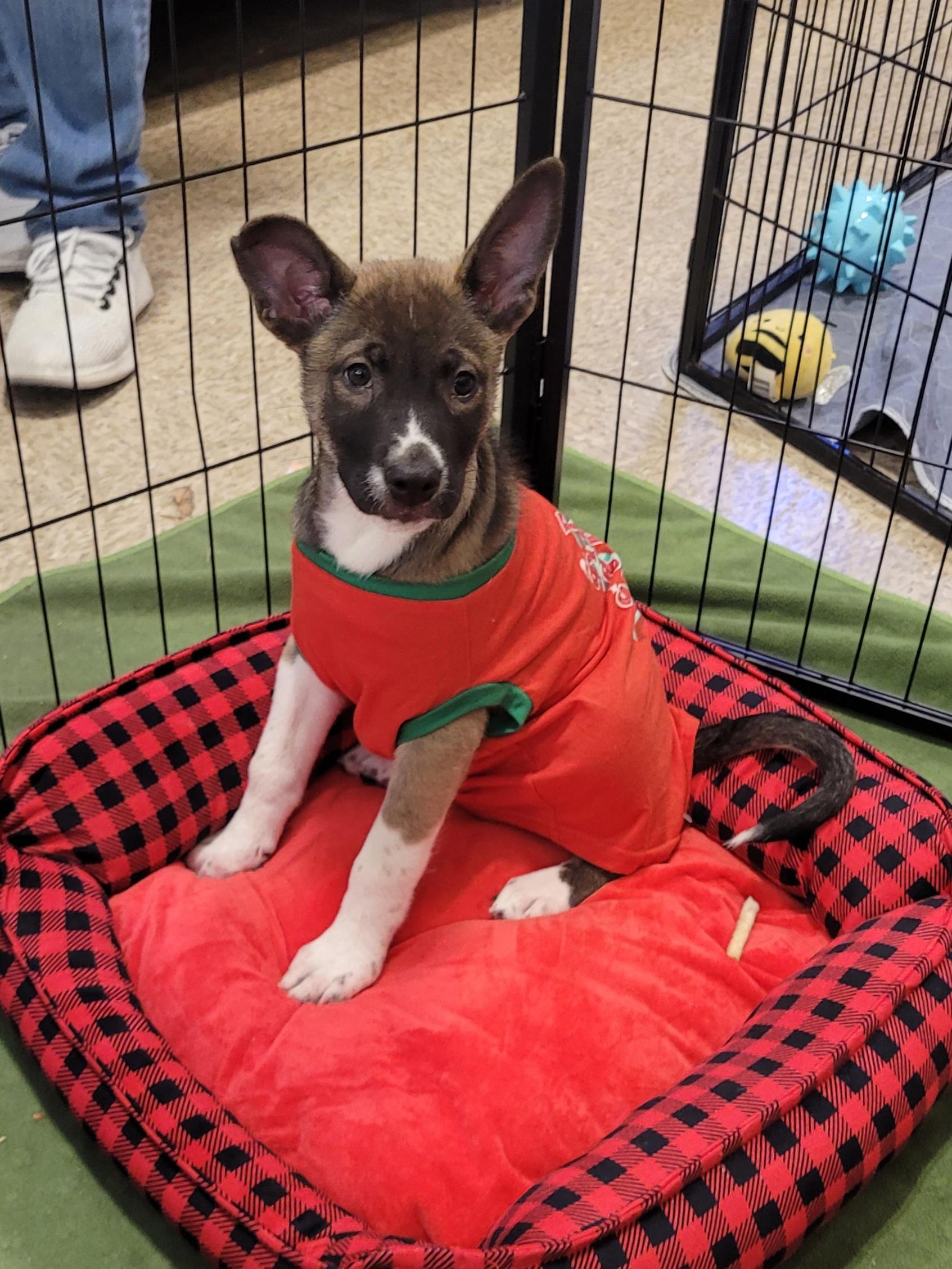 Lime, a ADOPTABLE mixed breed in Reseda, CA image 3/5