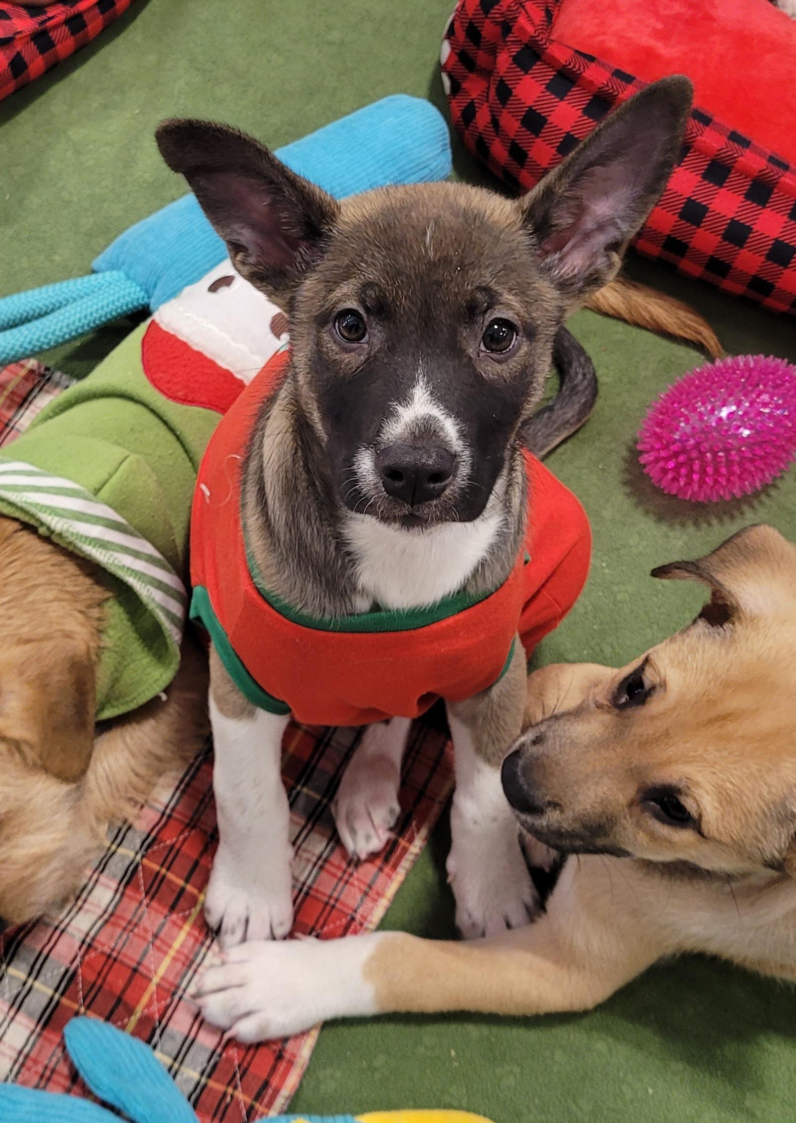 Lime, a ADOPTABLE mixed breed in Reseda, CA image 1/5