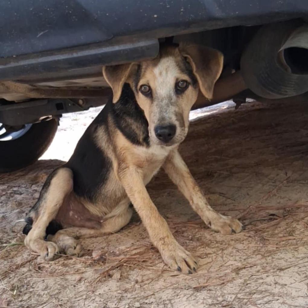 Zyan, Adoptable, Young Male Australian Cattle Dog / Blue Heeler.