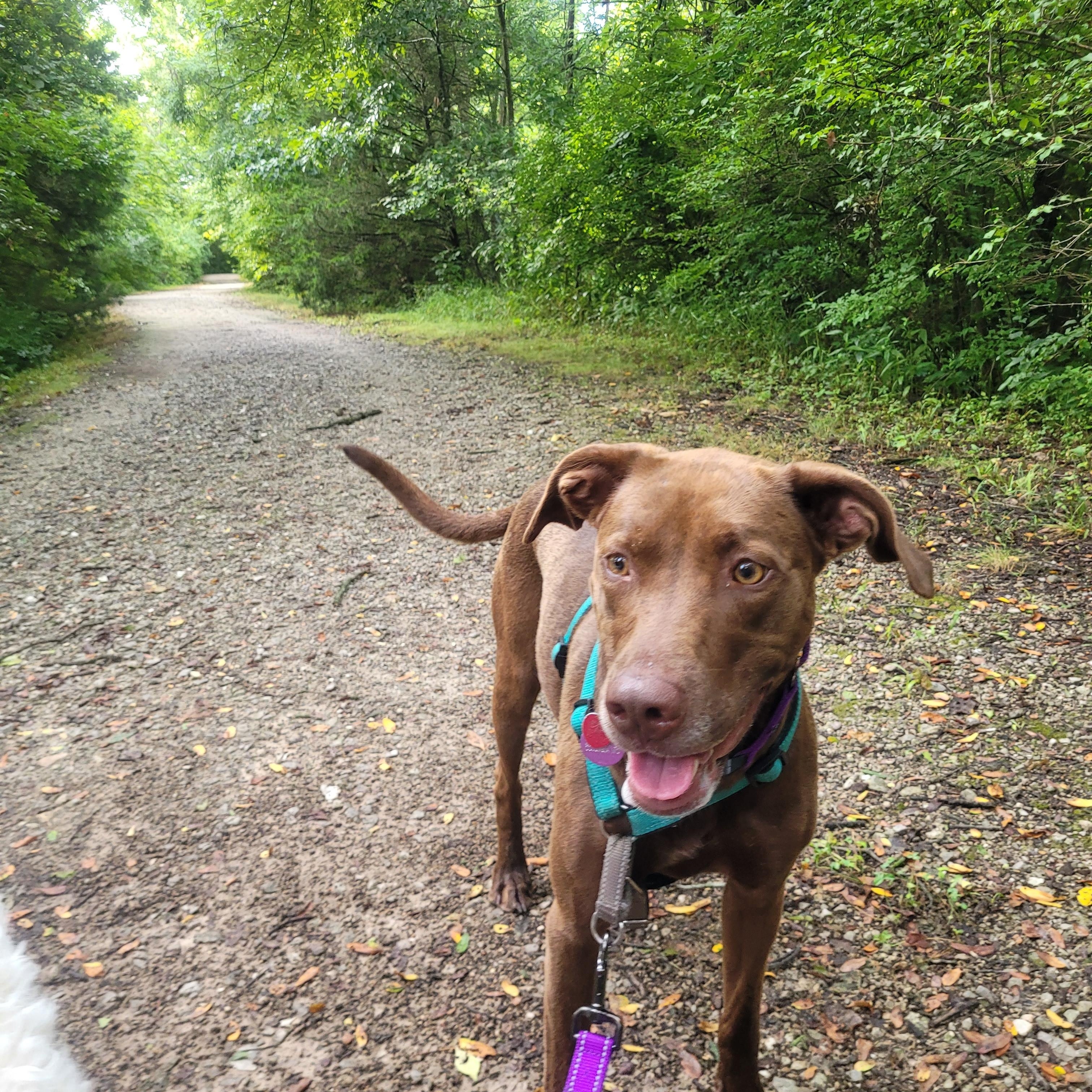 Berkeley (AKA Eppie), Adoptable, Adult Female Chocolate Labrador Retriever.
