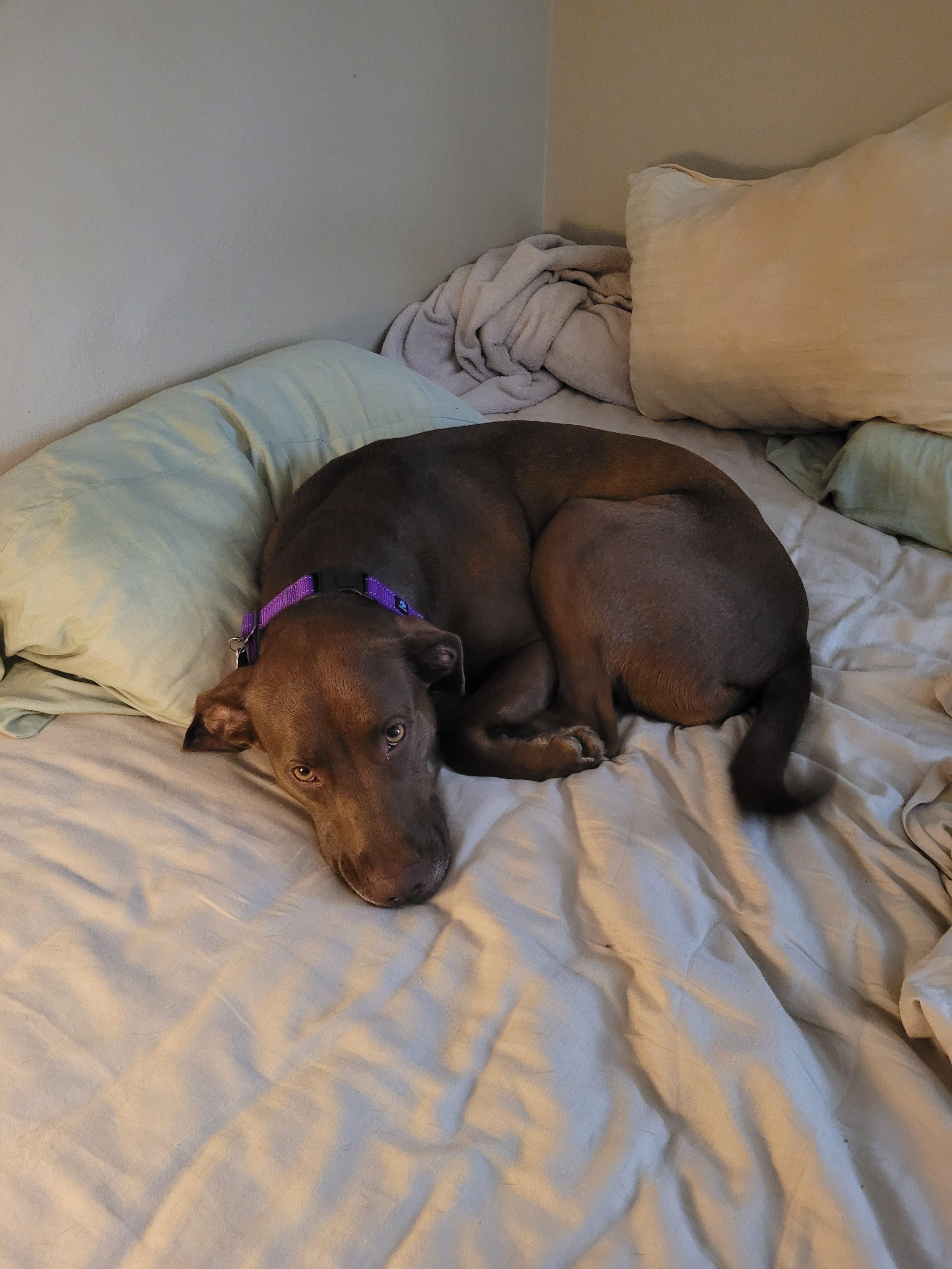 Enlarge Berkeley (AKA Eppie), a Adoptable mixed breed in Columbia, MO image 2/3