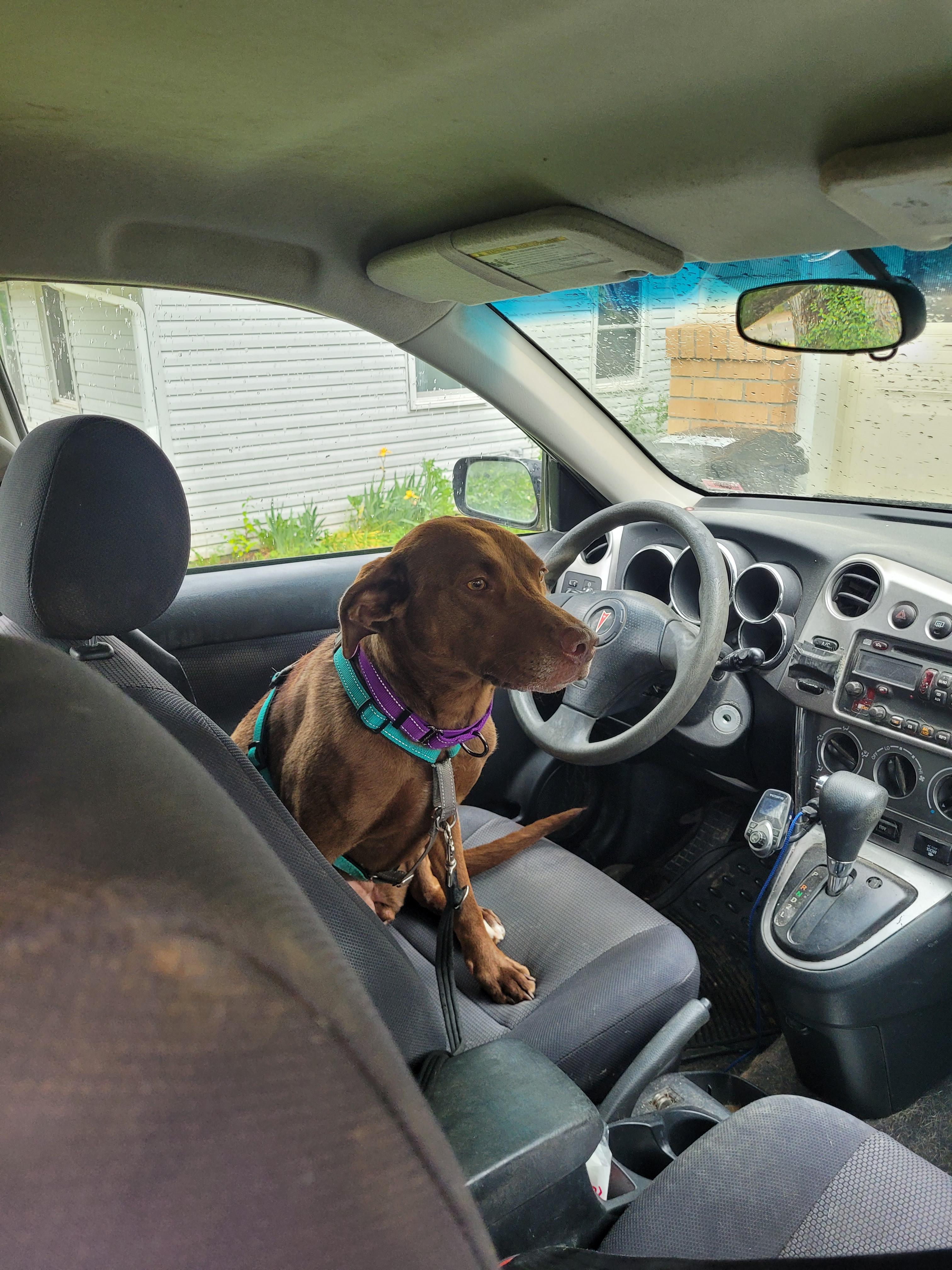 Enlarge Berkeley (AKA Eppie), a Adoptable mixed breed in Columbia, MO image 3/3