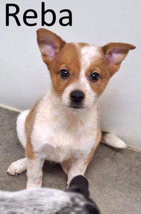 Reba/Freckles, a Adopted mixed breed in Mountain View, AR image 1/3