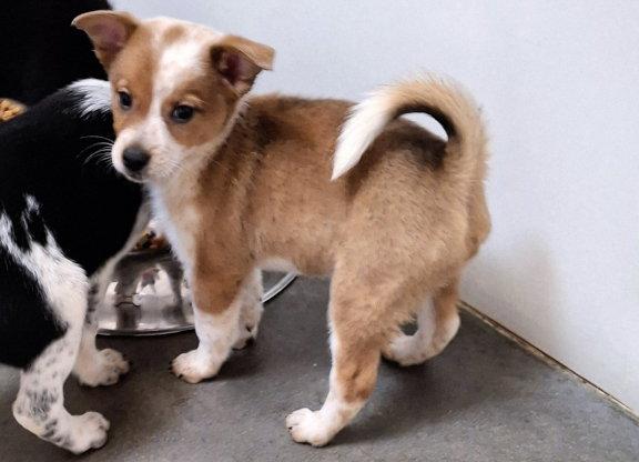 Reba/Freckles, a Adopted mixed breed in Mountain View, AR image 2/3