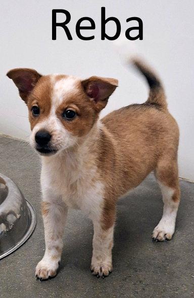 Reba/Freckles, a Adopted mixed breed in Mountain View, AR image 3/3