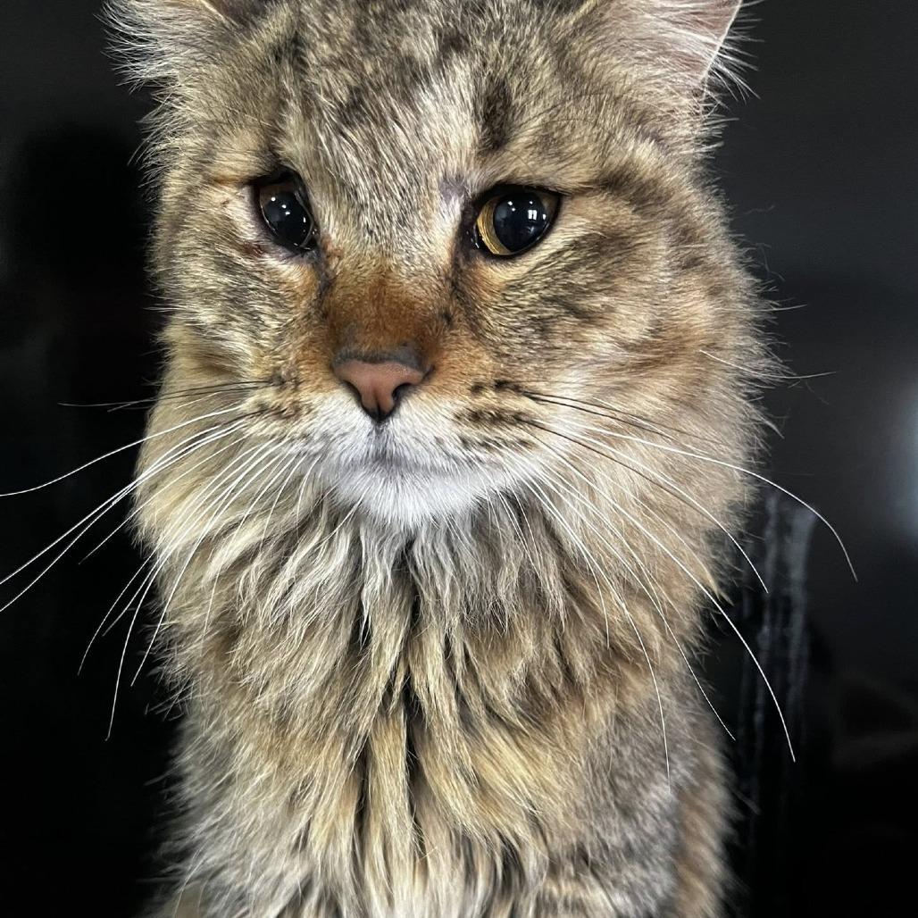 Luv, Adoptable, Adult Male Domestic Long Hair.