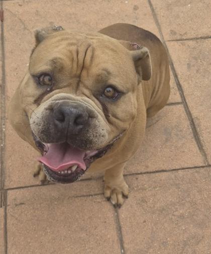 Enlarge Hercules, a Adoptable mixed breed in Shreveport, LA image 2/2