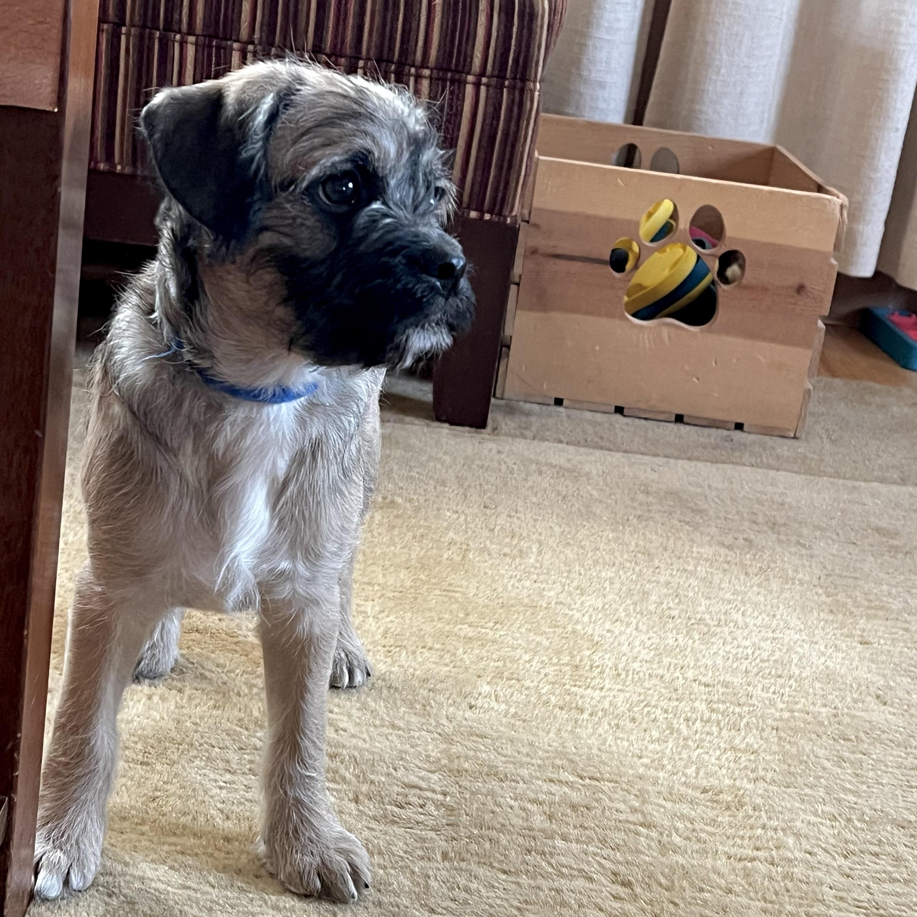 Taffy, an adoptable Pug, Aussiedoodle in Prior Lake, MN, 55372 | Photo Image 3