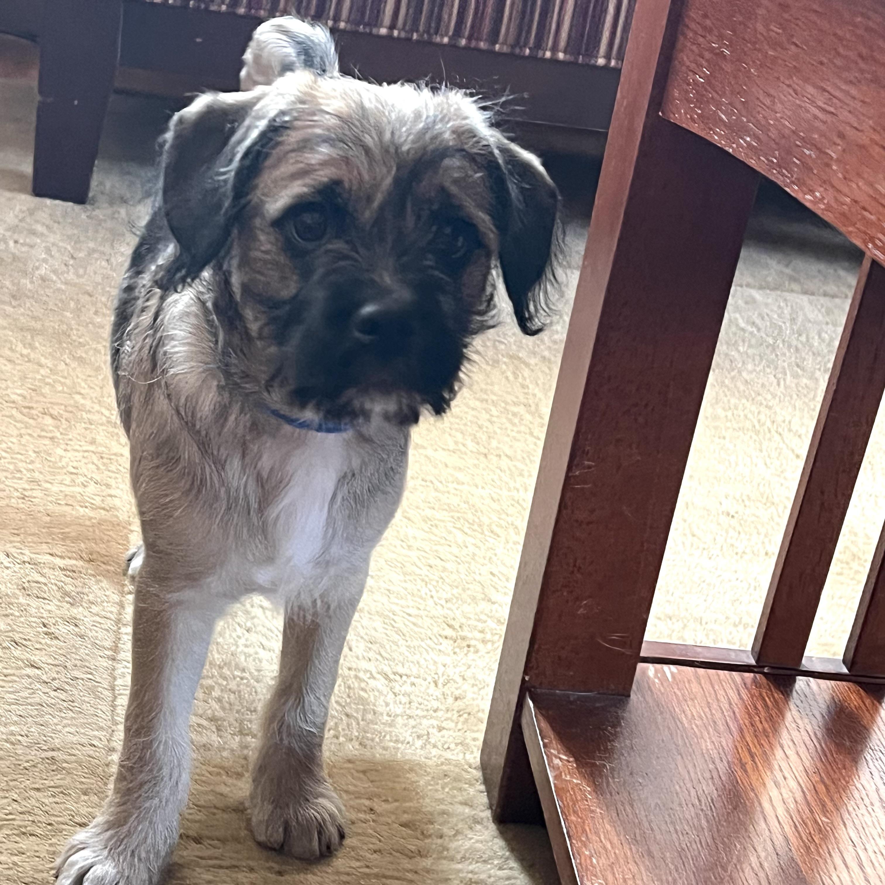 Taffy, an adoptable Pug, Aussiedoodle in Prior Lake, MN, 55372 | Photo Image 2