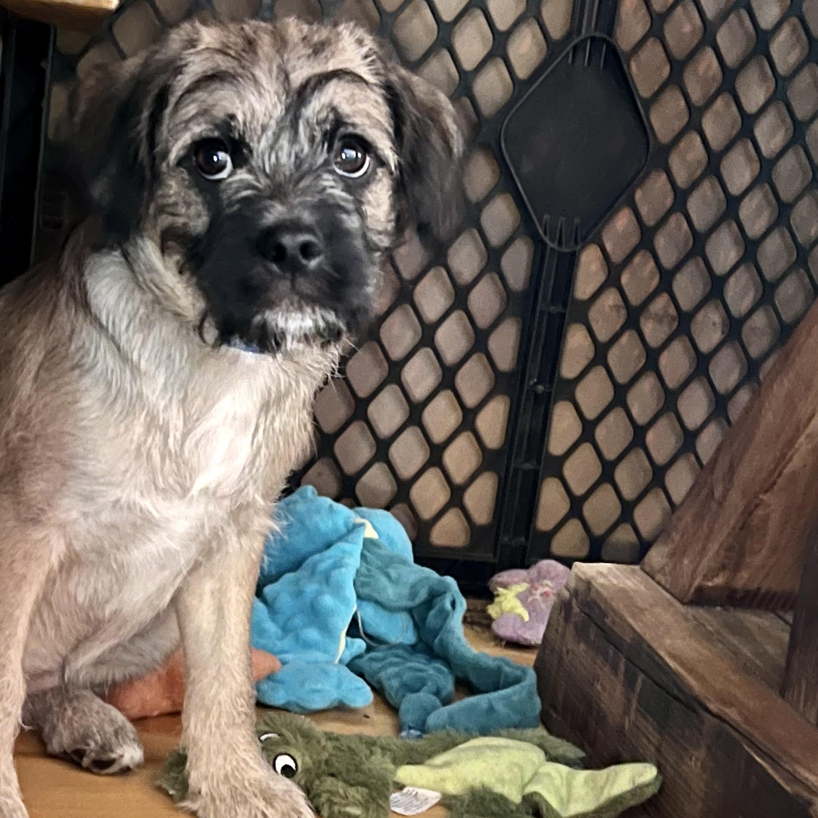 Taffy, an adoptable Pug, Aussiedoodle in Prior Lake, MN, 55372 | Photo Image 4