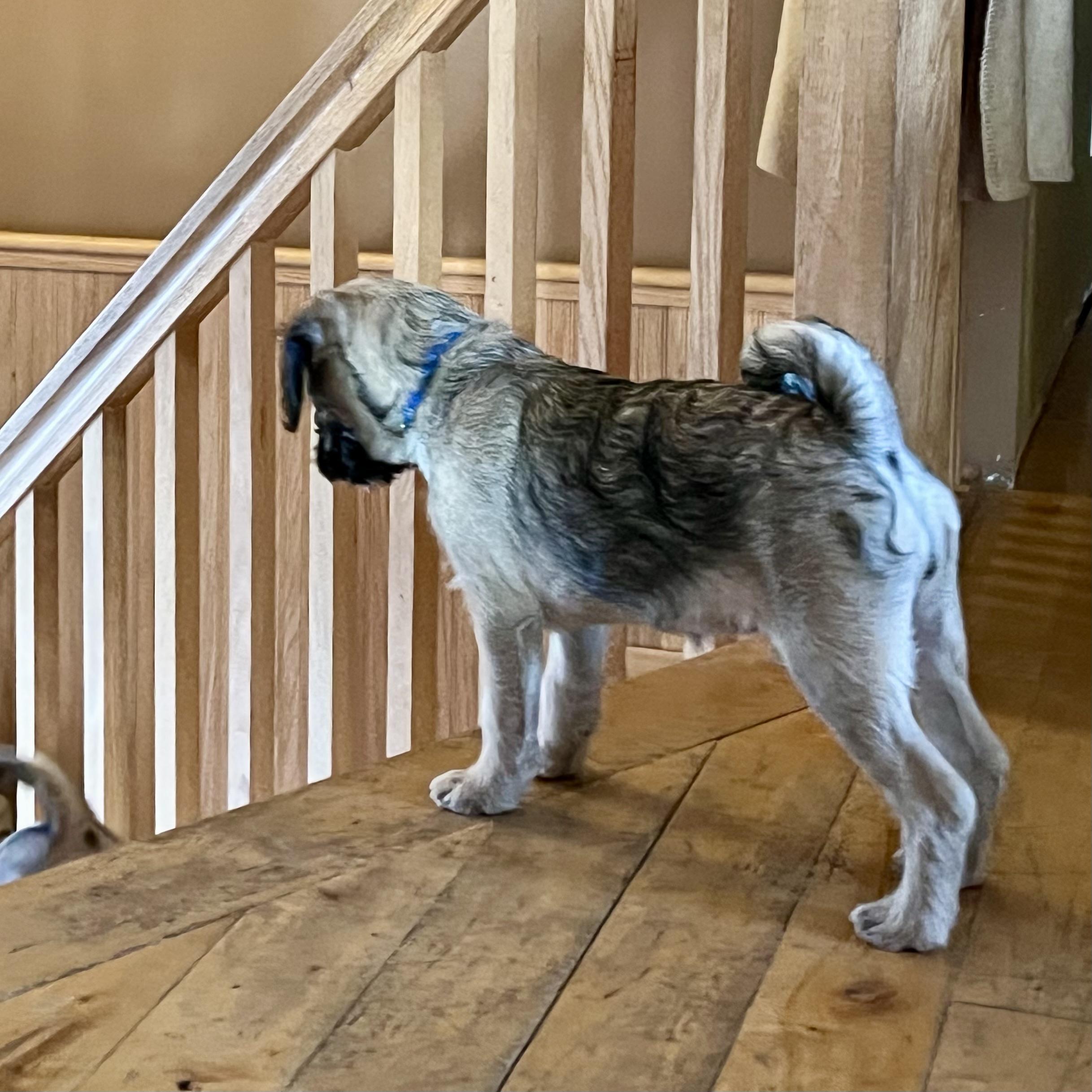 Taffy, an adoptable Pug, Aussiedoodle in Prior Lake, MN, 55372 | Photo Image 5