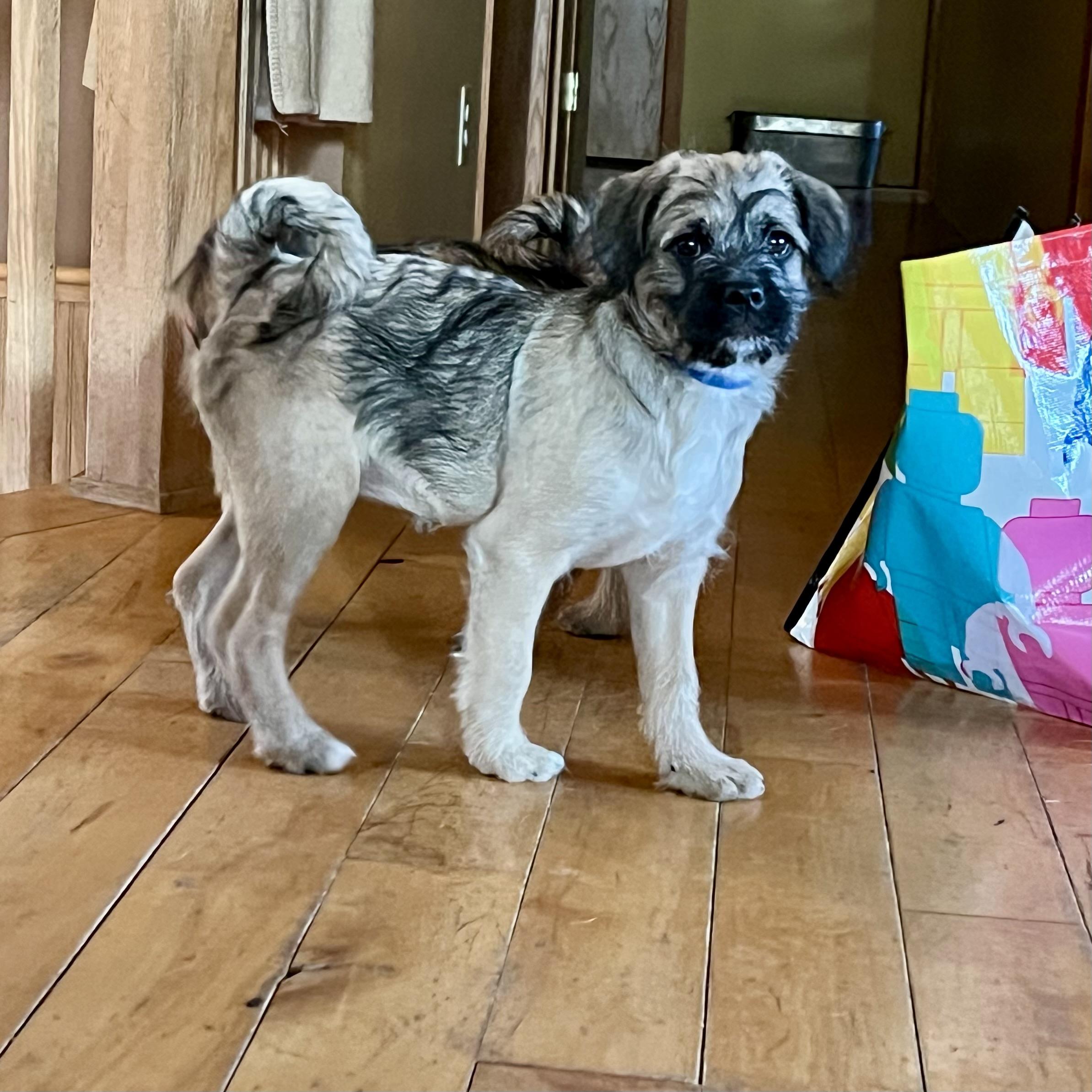 Taffy, an adoptable Pug, Aussiedoodle in Prior Lake, MN, 55372 | Photo Image 1
