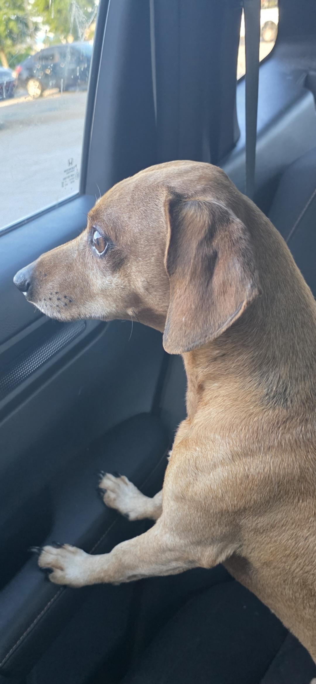 Enlarge Oscar, a Adoptable Dachshund in Stockbridge, GA image 4/4
