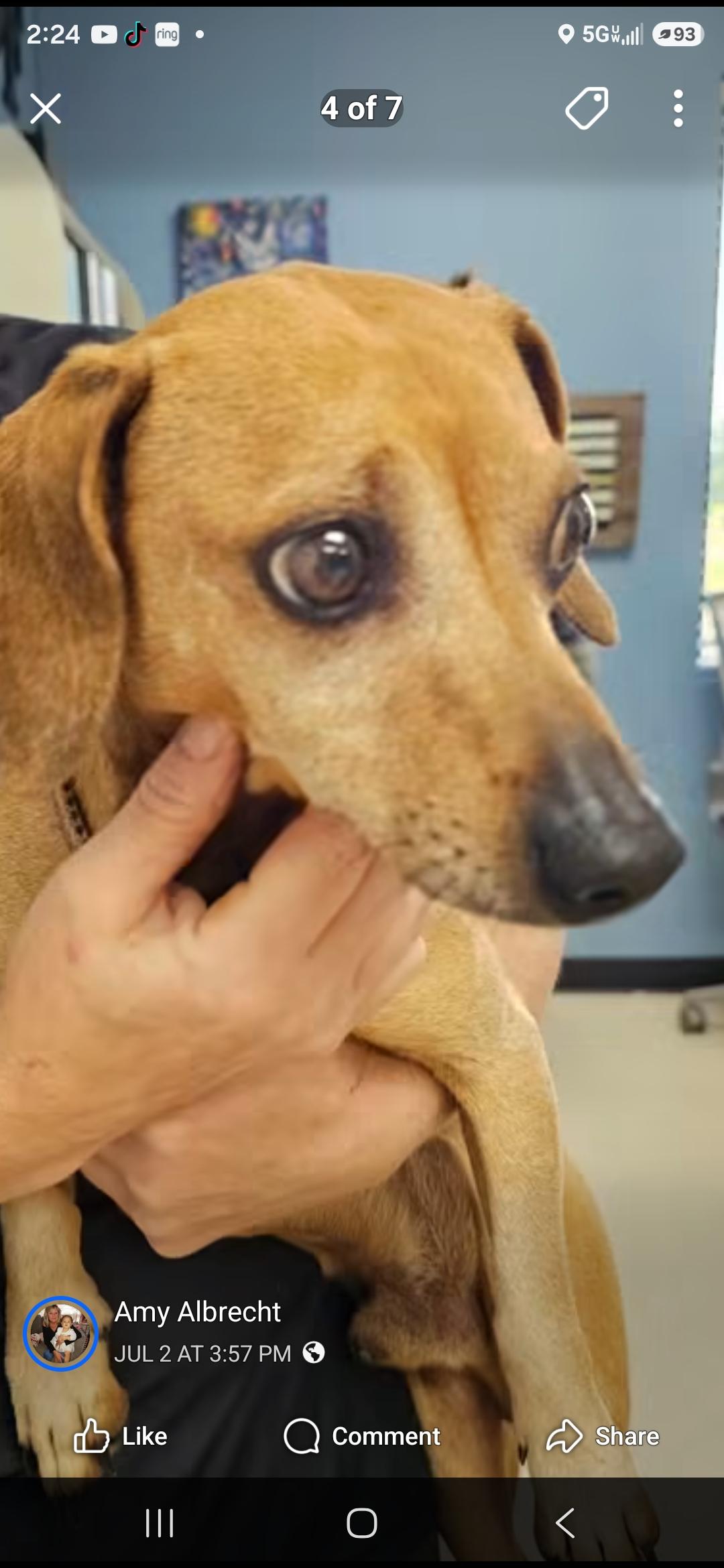 Enlarge Oscar, a Adoptable Dachshund in Stockbridge, GA image 2/4