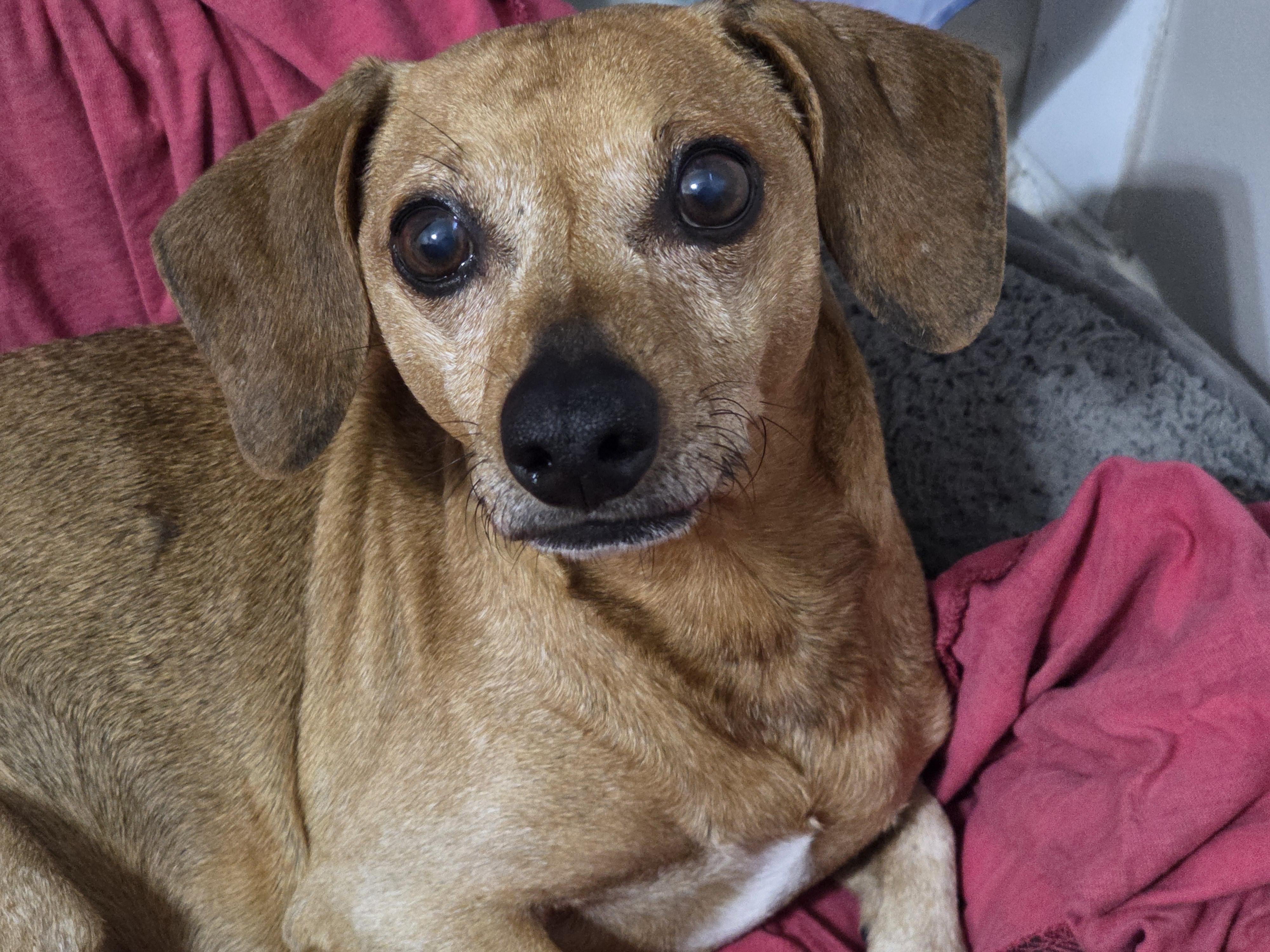 Enlarge Oscar, a Adoptable Dachshund in Stockbridge, GA image 1/4