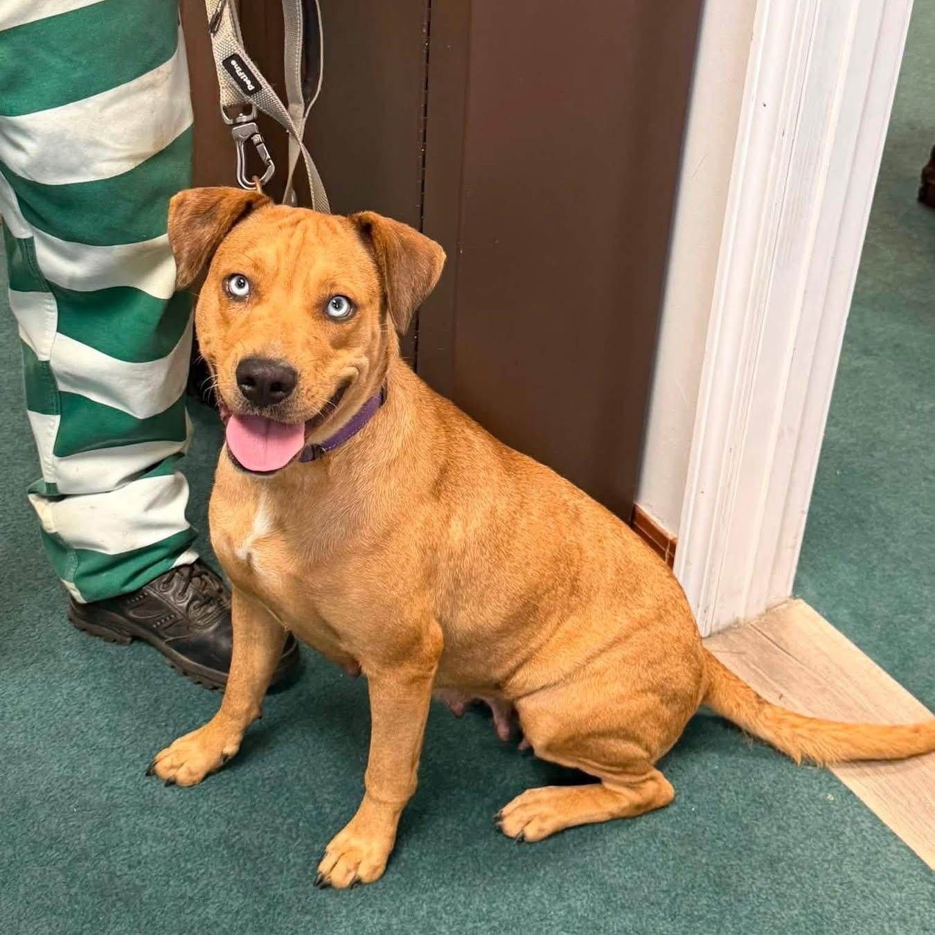 Gemma, Adoptable, Adult Female Pit Bull Terrier & Yellow Labrador Retriever.