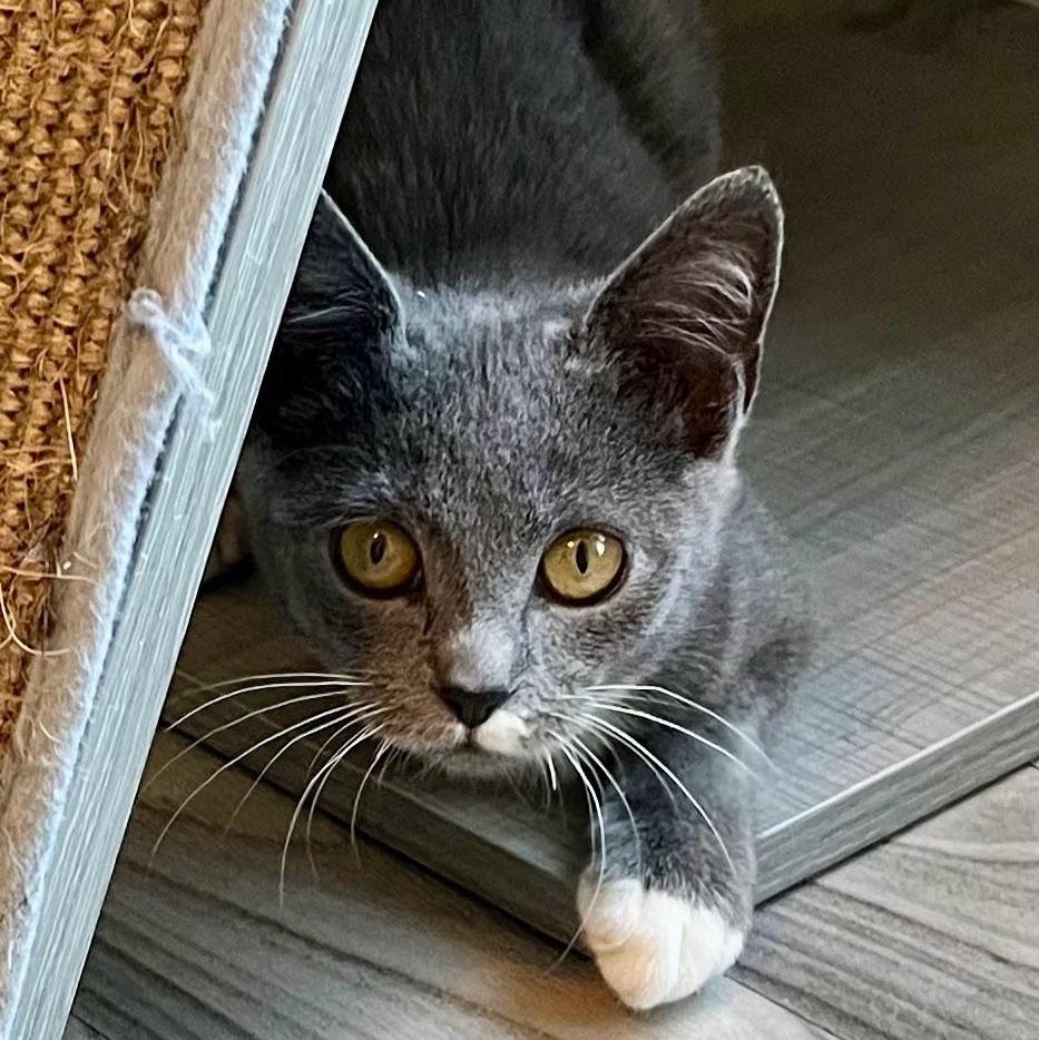 Enlarge Lobster Roll, an adopted Domestic Short Hair in Charlotte, NC image 5/5