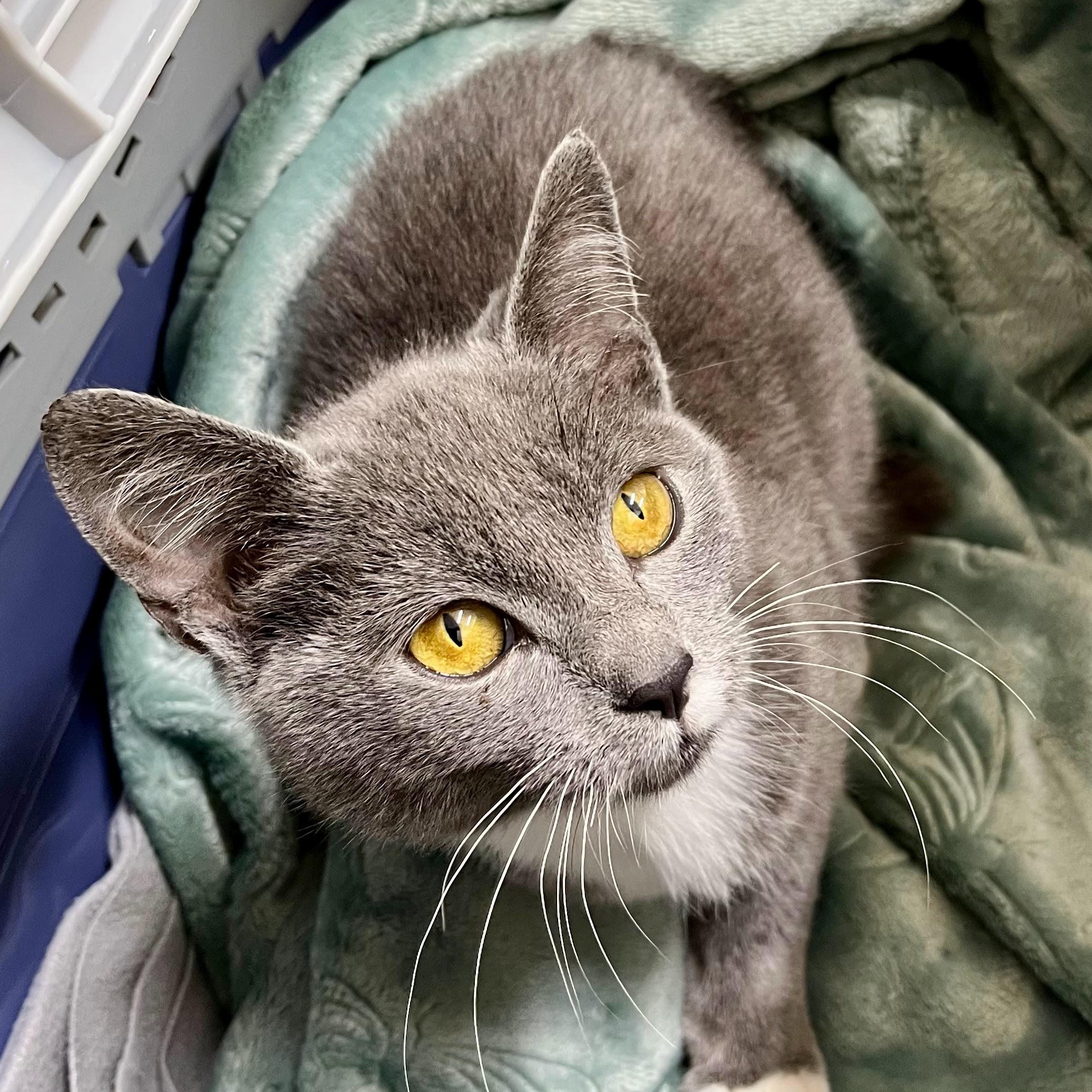 Enlarge Lobster Roll, an adopted Domestic Short Hair in Charlotte, NC image 3/5