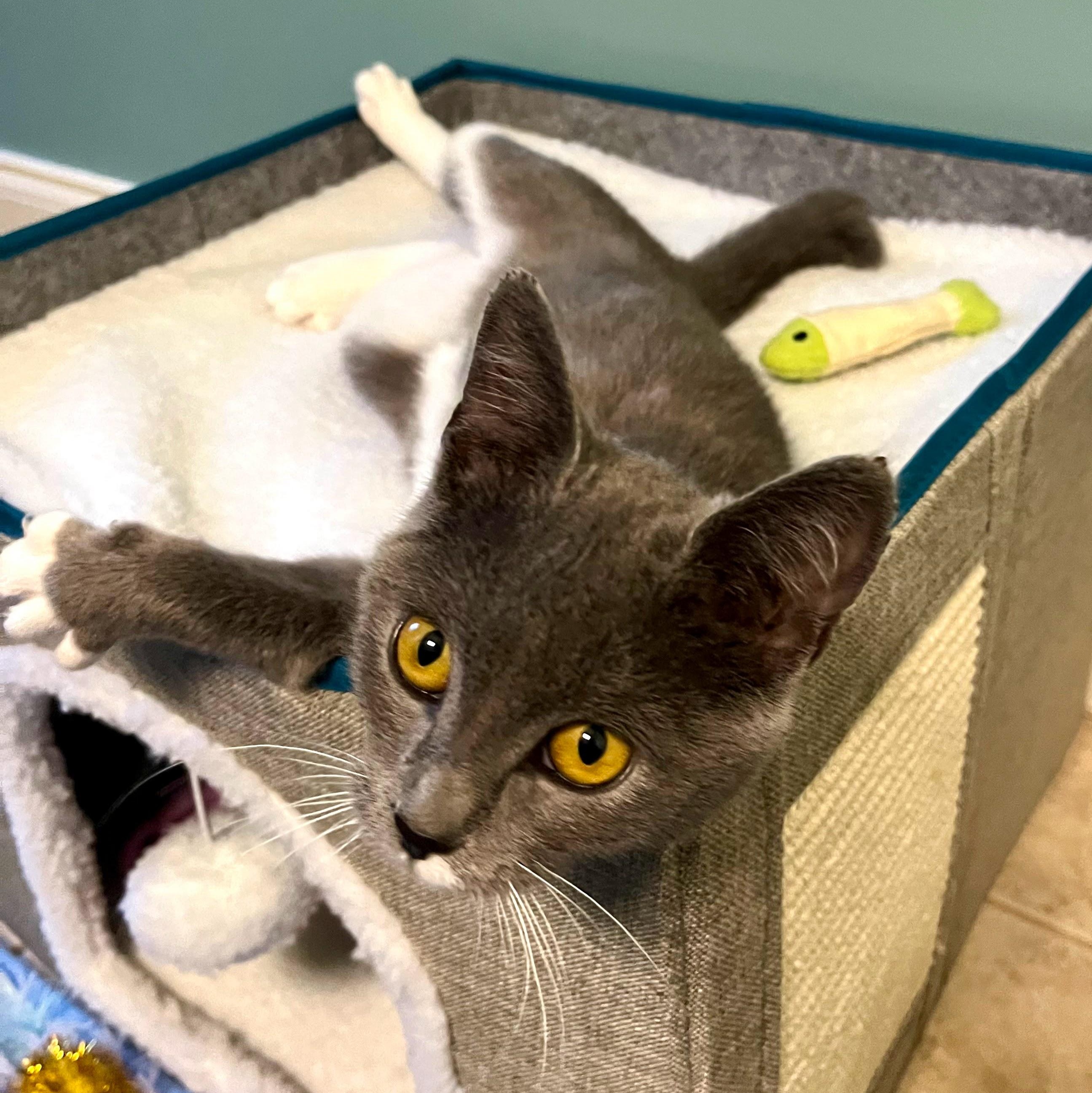 Enlarge Lobster Roll, an adopted Domestic Short Hair in Charlotte, NC image 4/5