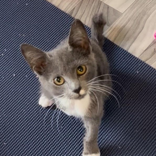 Enlarge Lobster Roll, an adopted Domestic Short Hair in Charlotte, NC image 1/5