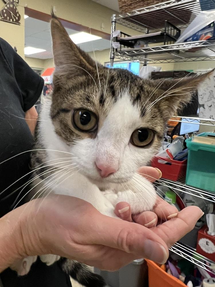 Pinto, Adoptable, Young Male Domestic Short Hair.
