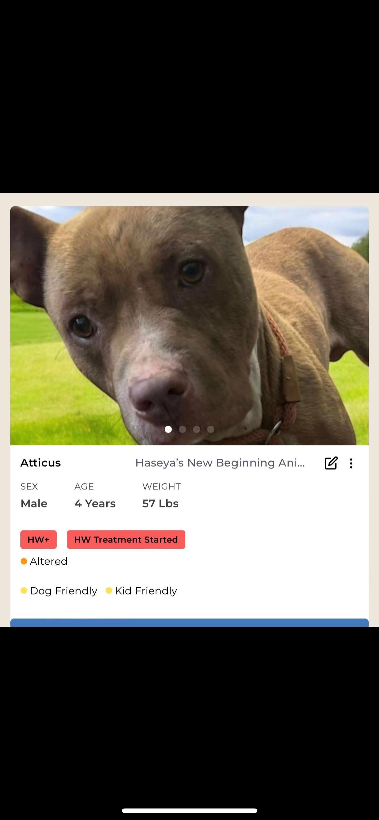 Atticus, Adoptable, Adult Male Mixed Breed.