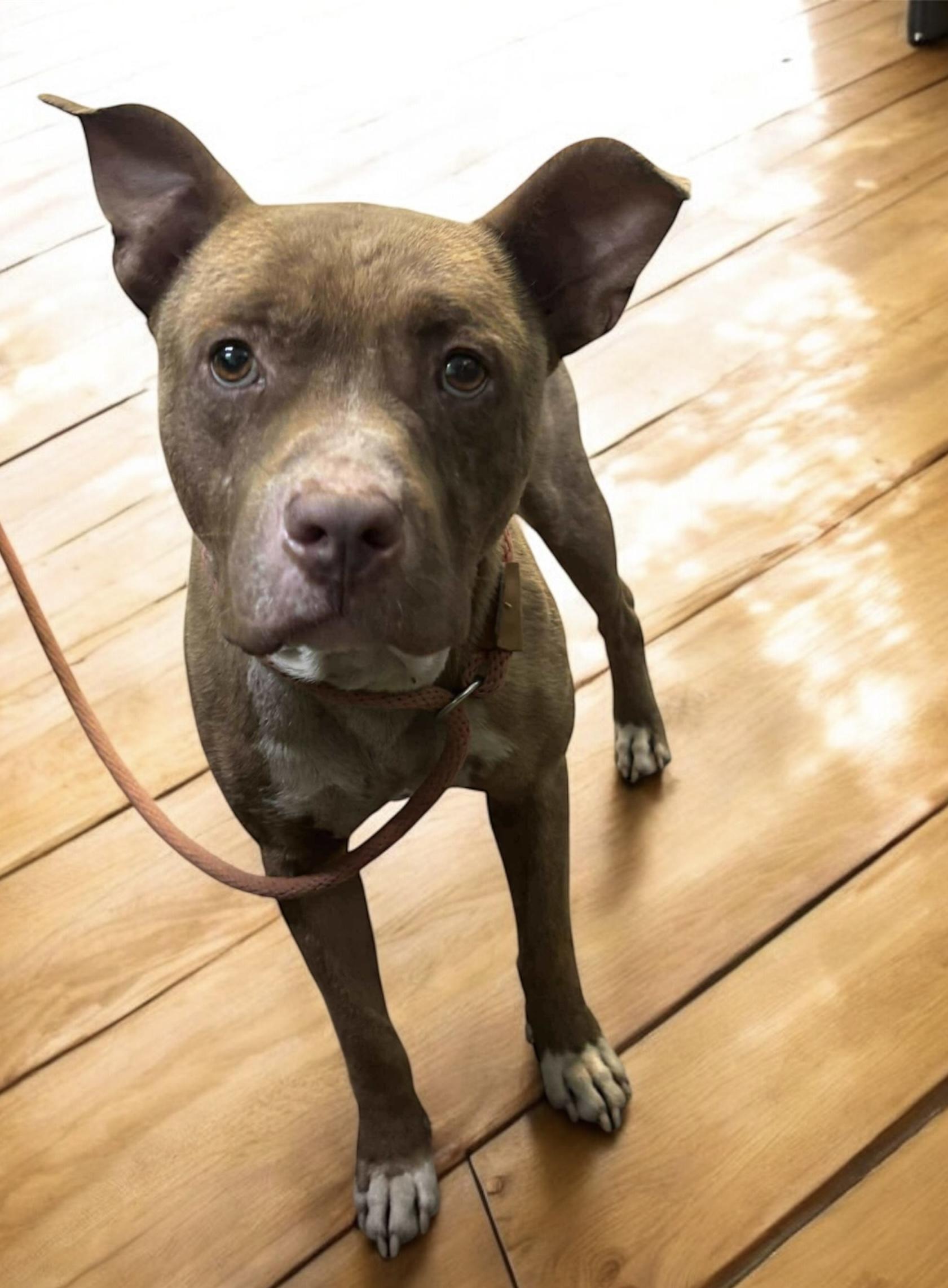 Enlarge Atticus, a Adoptable Mixed Breed in Rayne, LA image 2/3