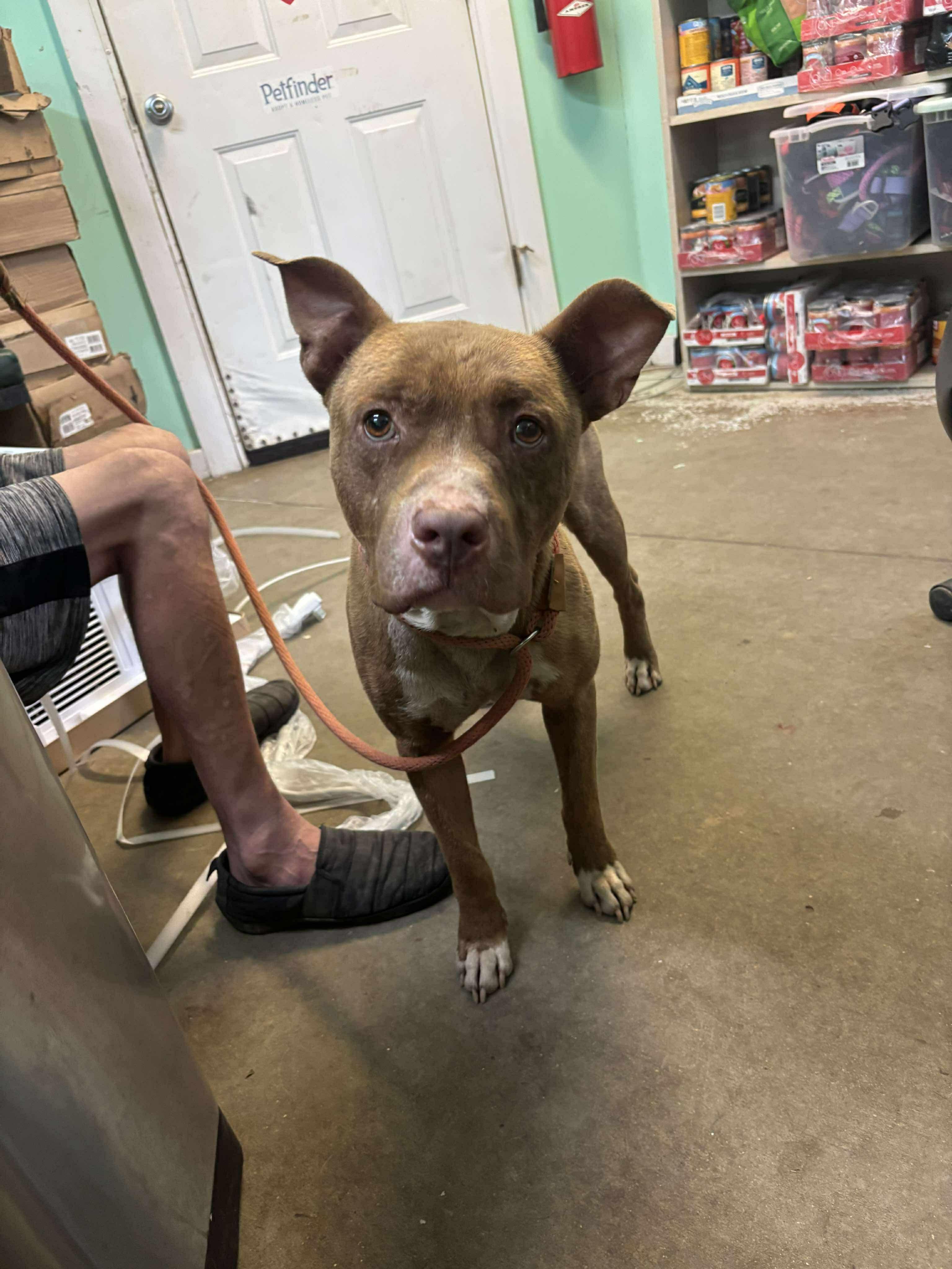 Enlarge Atticus, a Adoptable Mixed Breed in Rayne, LA image 3/3