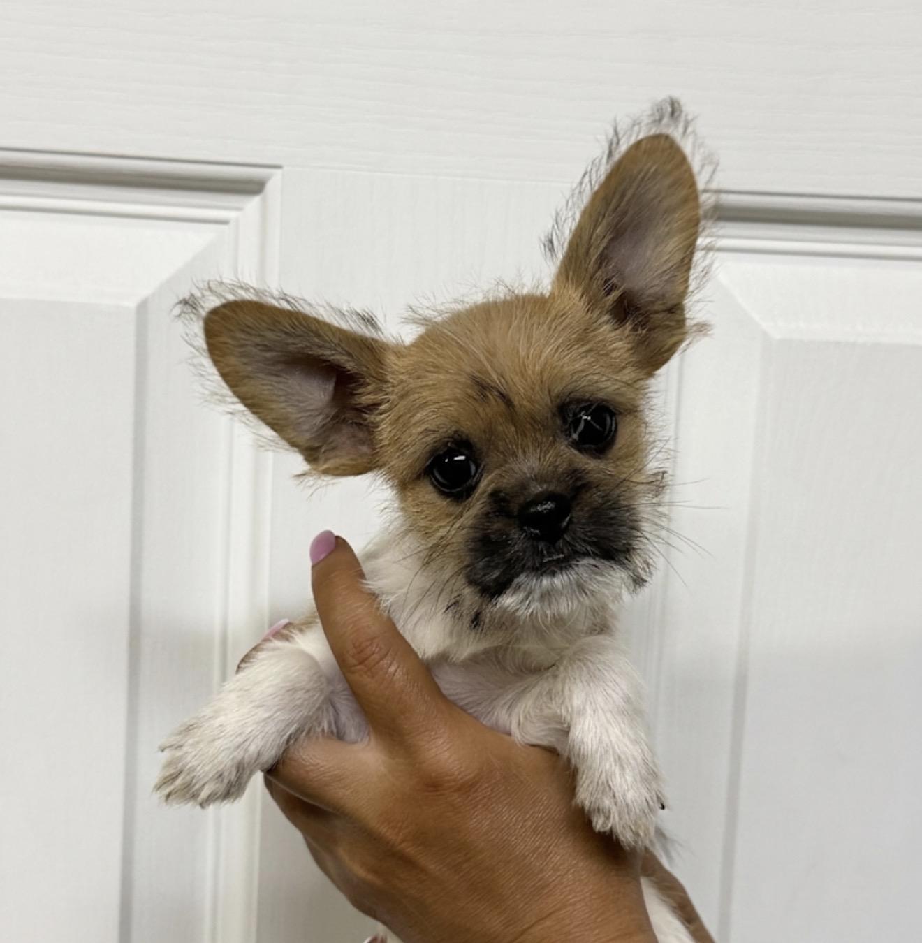 Animal, an adopted mixed breed in Hustisford , WI image 1/4