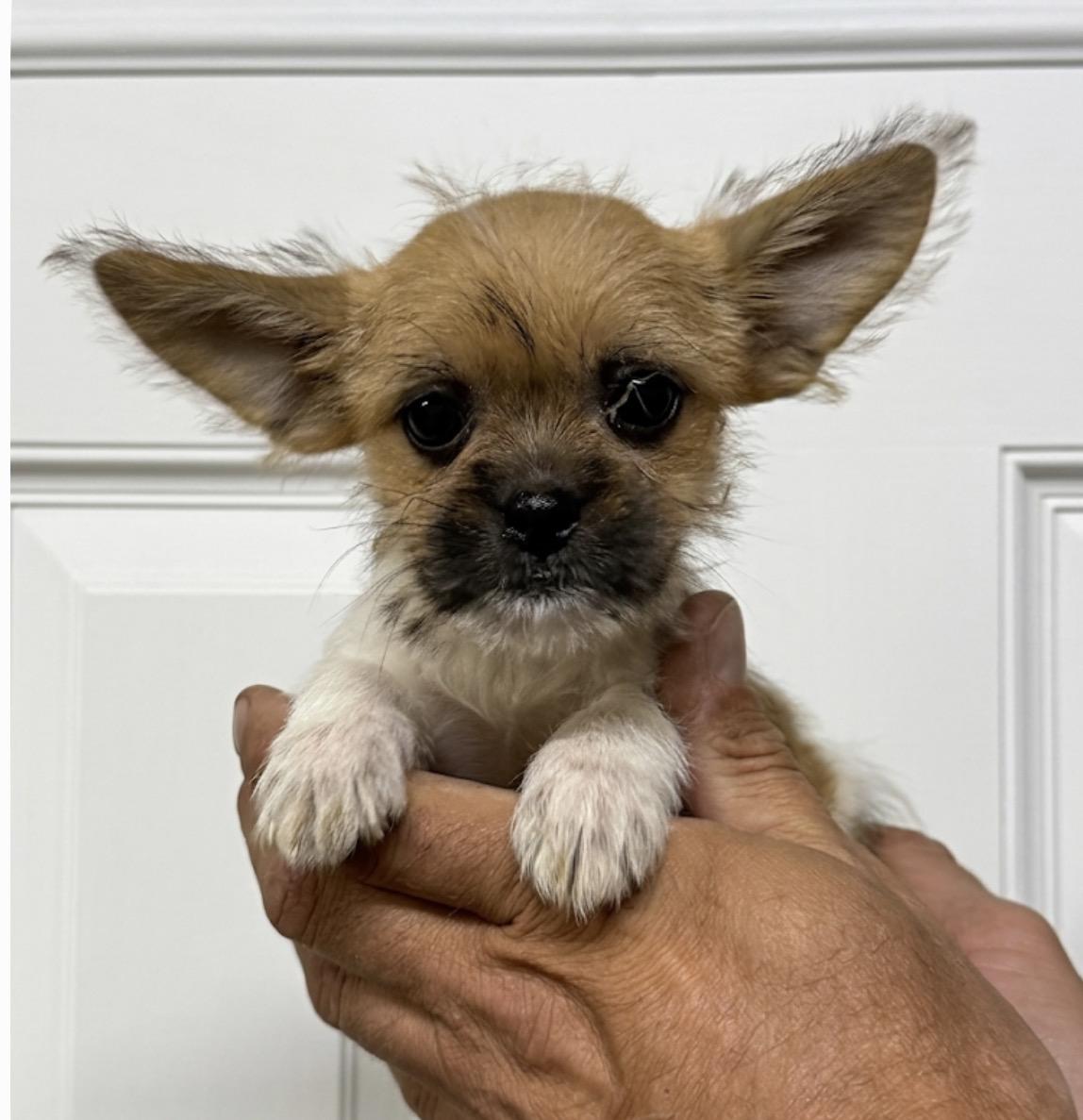 Animal, an adopted mixed breed in Hustisford , WI image 2/4