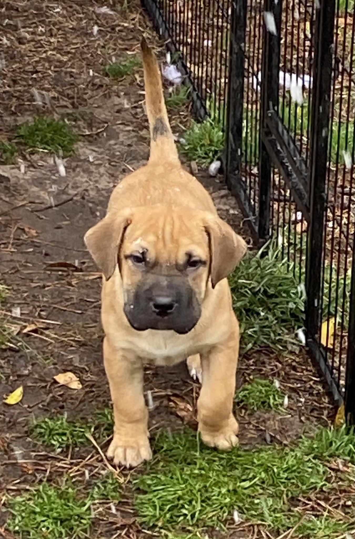Enlarge Mick Fetchwood (D2002), an adopted mixed breed in Hayes, VA image 2/4