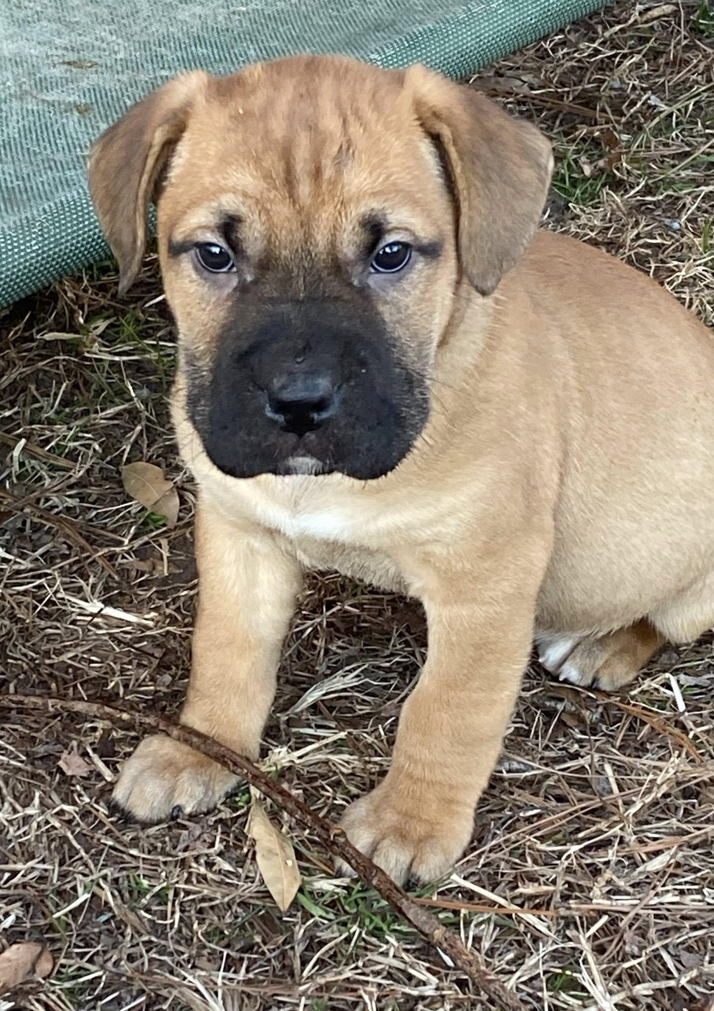 Enlarge Mick Fetchwood (D2002), an adopted mixed breed in Hayes, VA image 4/4
