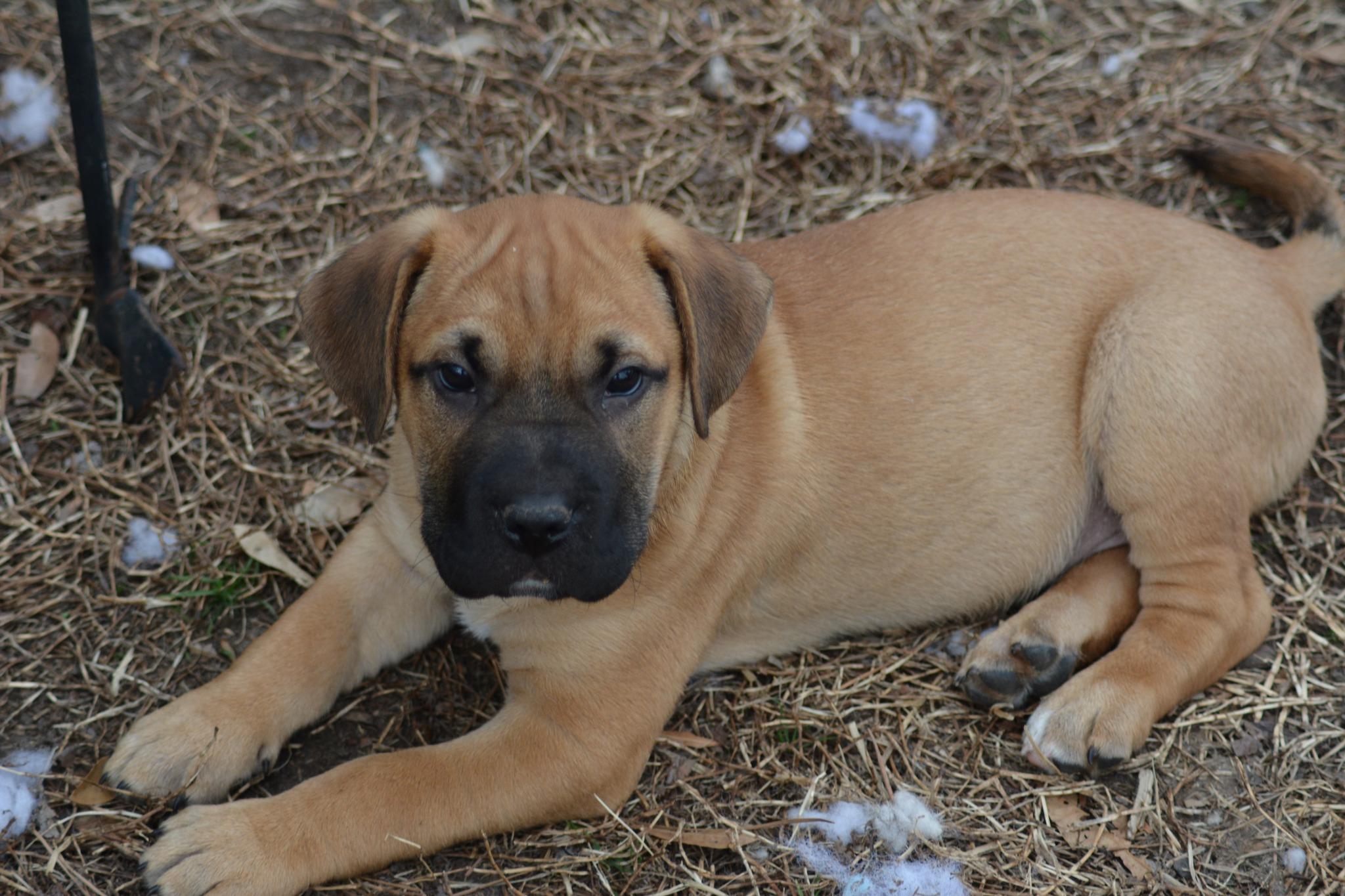 Enlarge Mick Fetchwood (D2002), an adopted mixed breed in Hayes, VA image 3/4