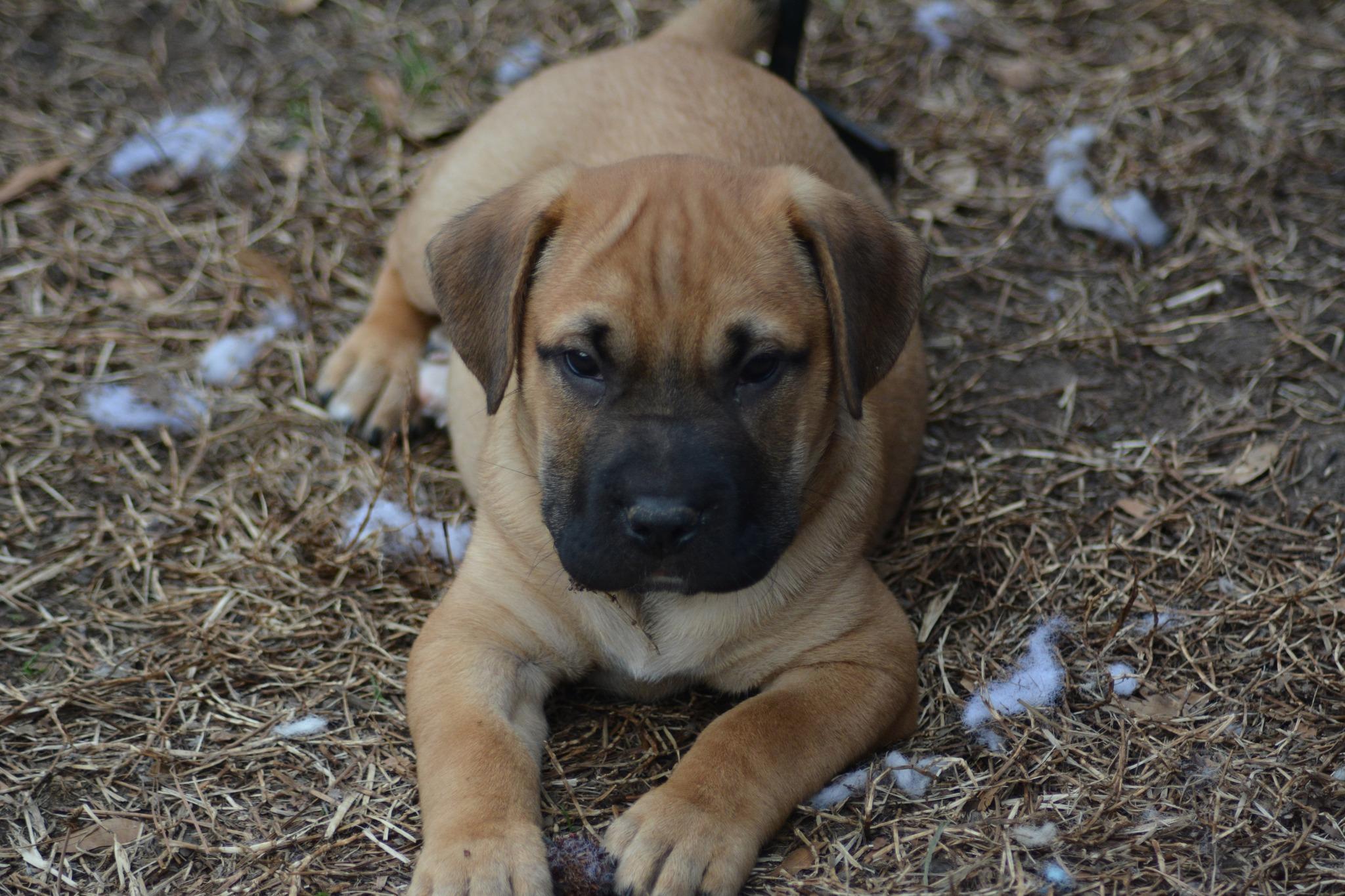 Mick Fetchwood (D2002), adopted, Young Male Labrador Retriever & Shepherd.