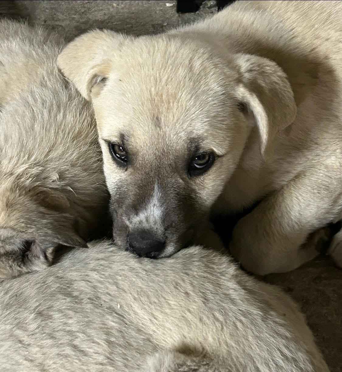 Mastiff / Pyrenees Puppies, a Adopted mixed breed in Huntington Beach, CA image 1/4