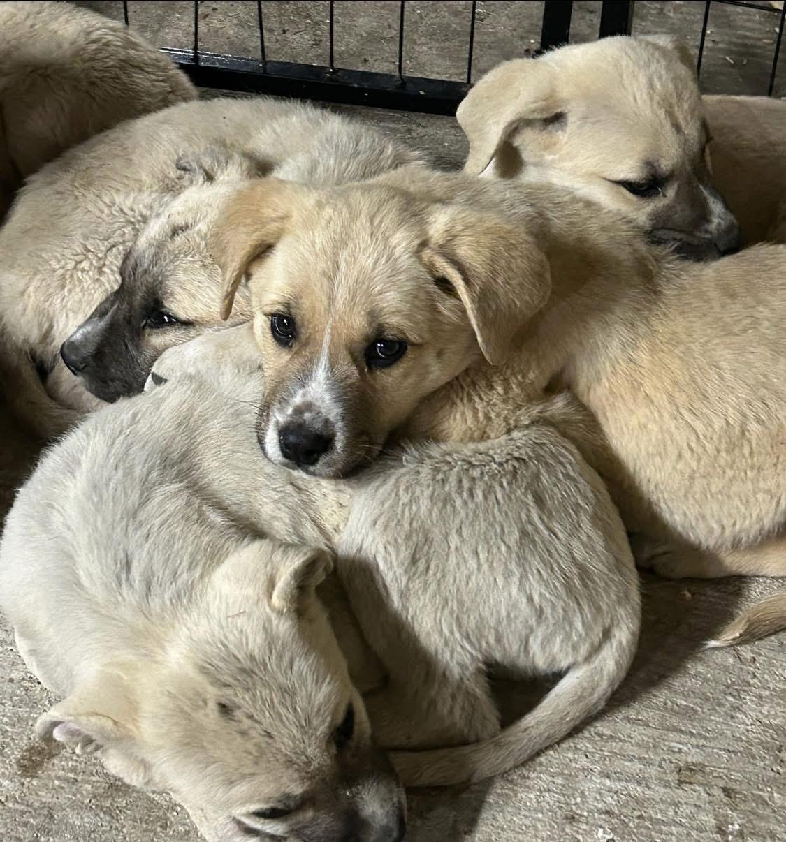 Mastiff / Pyrenees Puppies, a Adopted mixed breed in Huntington Beach, CA image 4/4