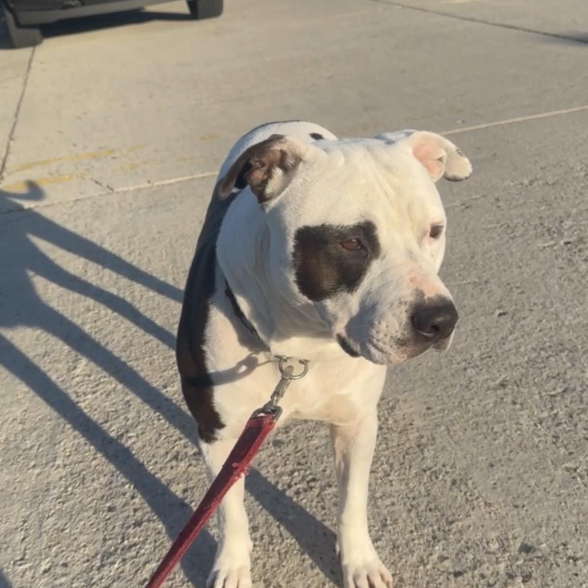 Enlarge Bucket, a Adoptable Pit Bull Terrier in Olympia, WA image 1/3
