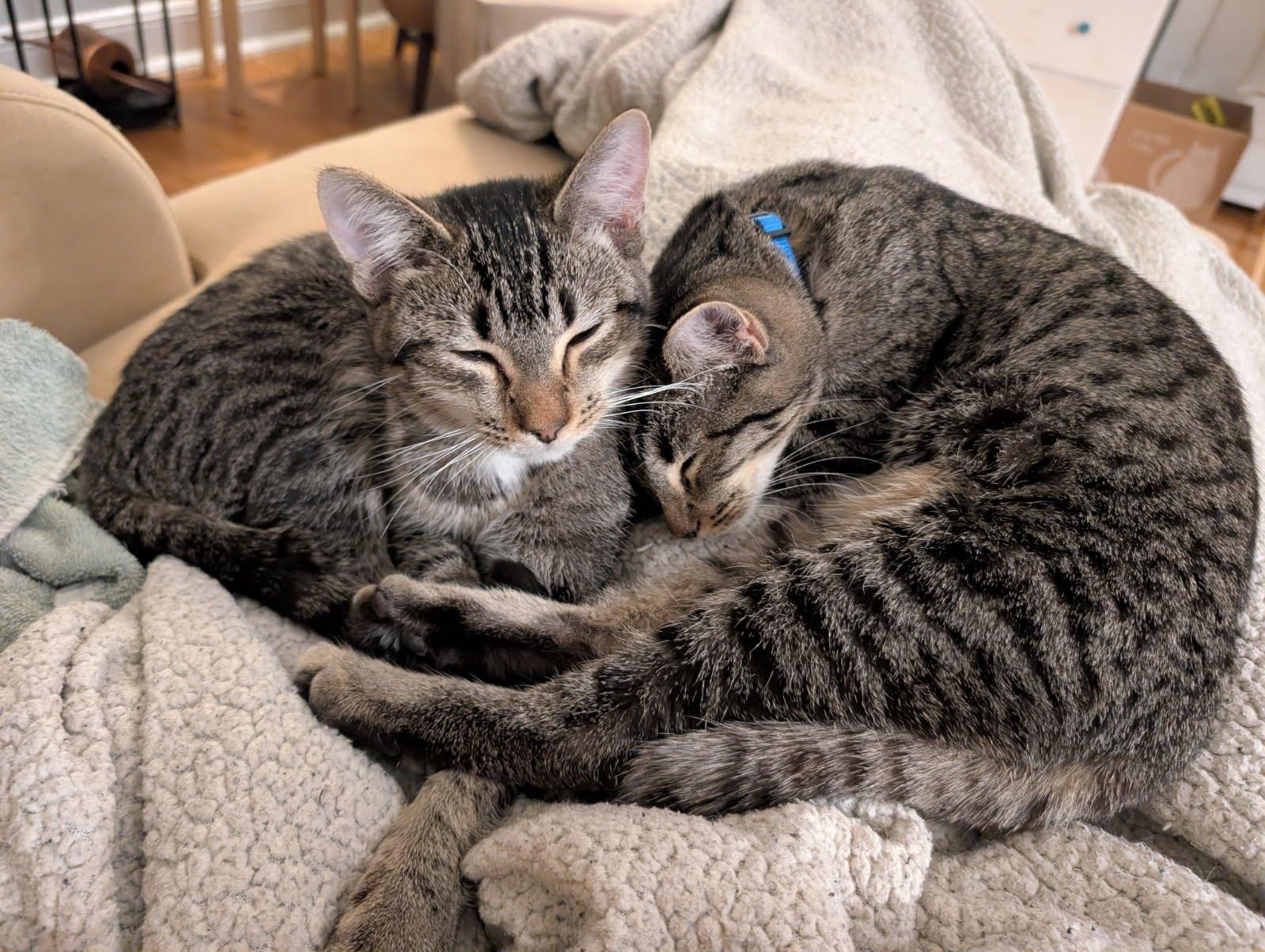 Metallica and Goo Goo Dolls, Adoptable, Kitten Female Domestic Short Hair.