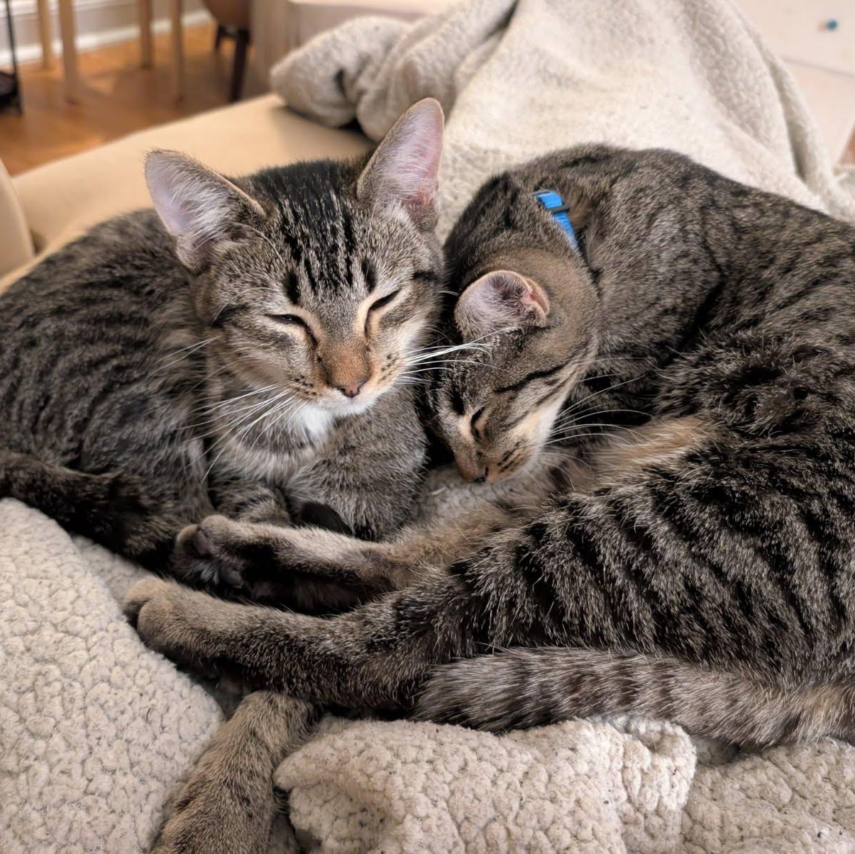 Enlarge Metallica and Goo Goo Dolls, a Adoptable Domestic Short Hair in Evanston, IL image 2/6