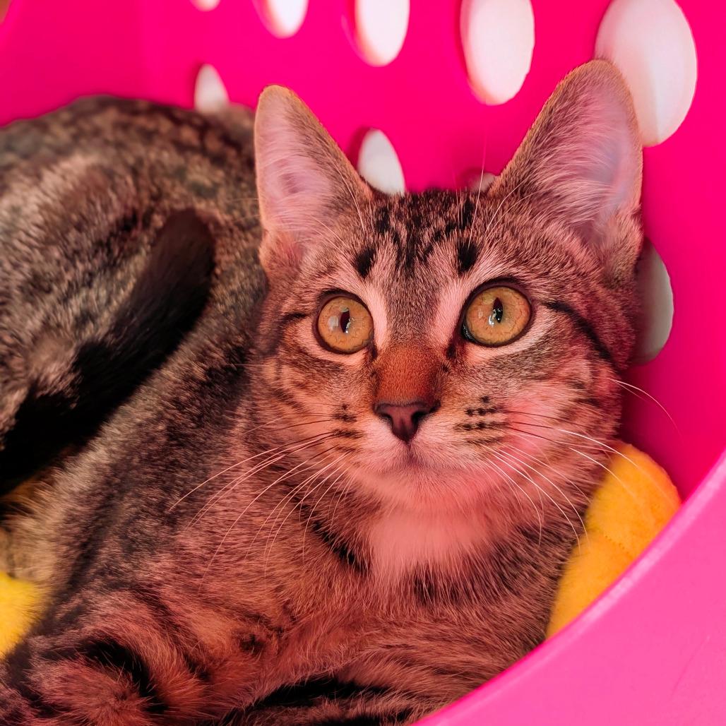 Metallica and Goo Goo Dolls, a Adoptable Domestic Short Hair in Evanston, IL image 3/3