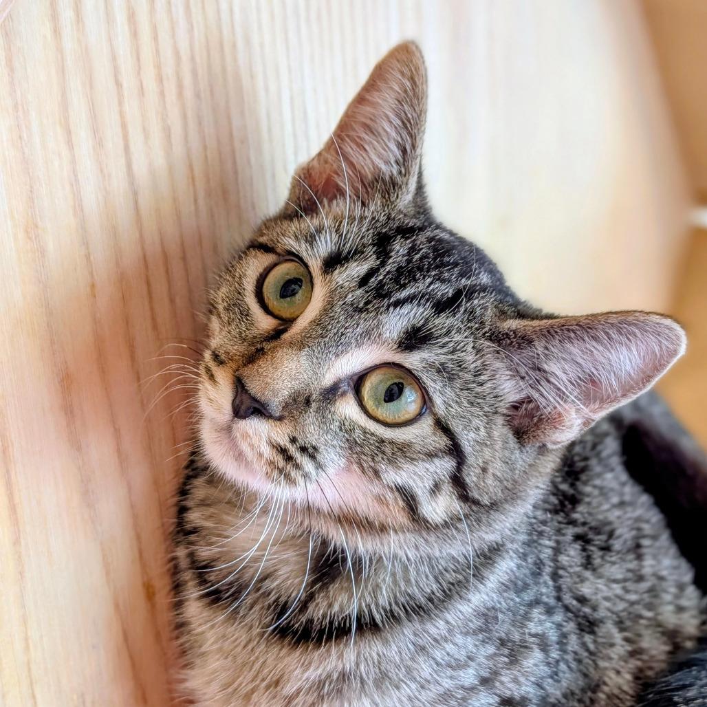 Metallica and Goo Goo Dolls, a Adoptable Domestic Short Hair in Evanston, IL image 2/3