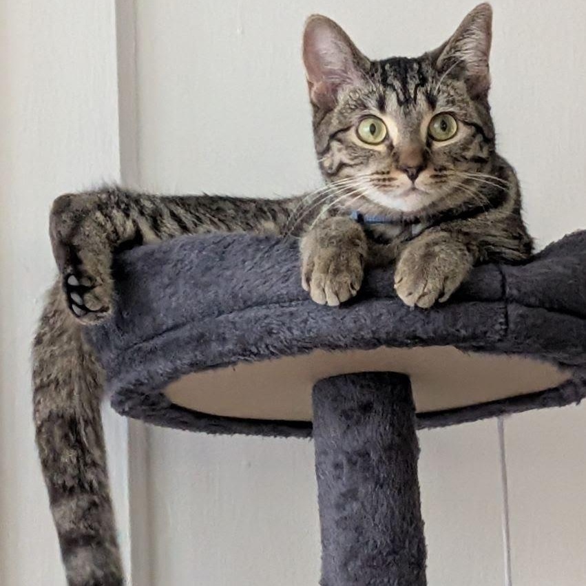 Enlarge Metallica and Goo Goo Dolls, a Adoptable Domestic Short Hair in Evanston, IL image 5/6